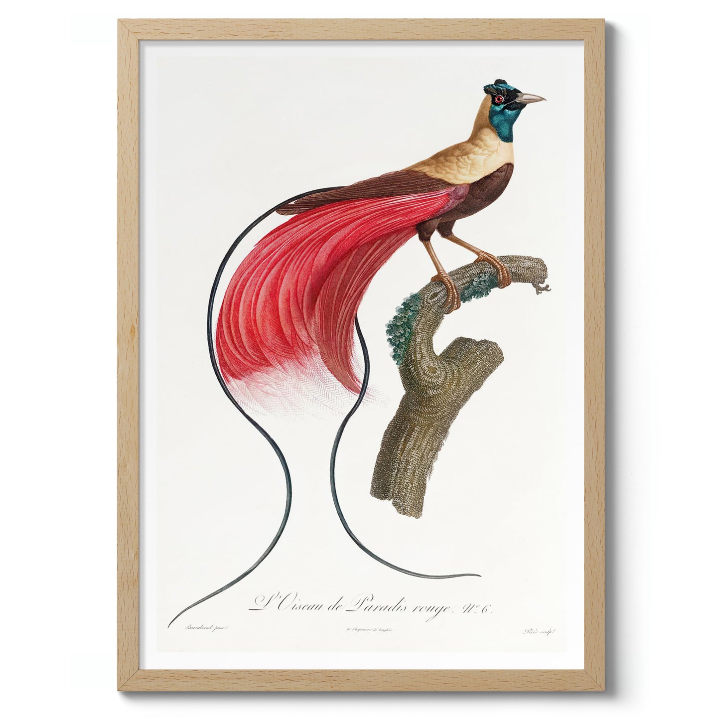 Red Bird of Paradise