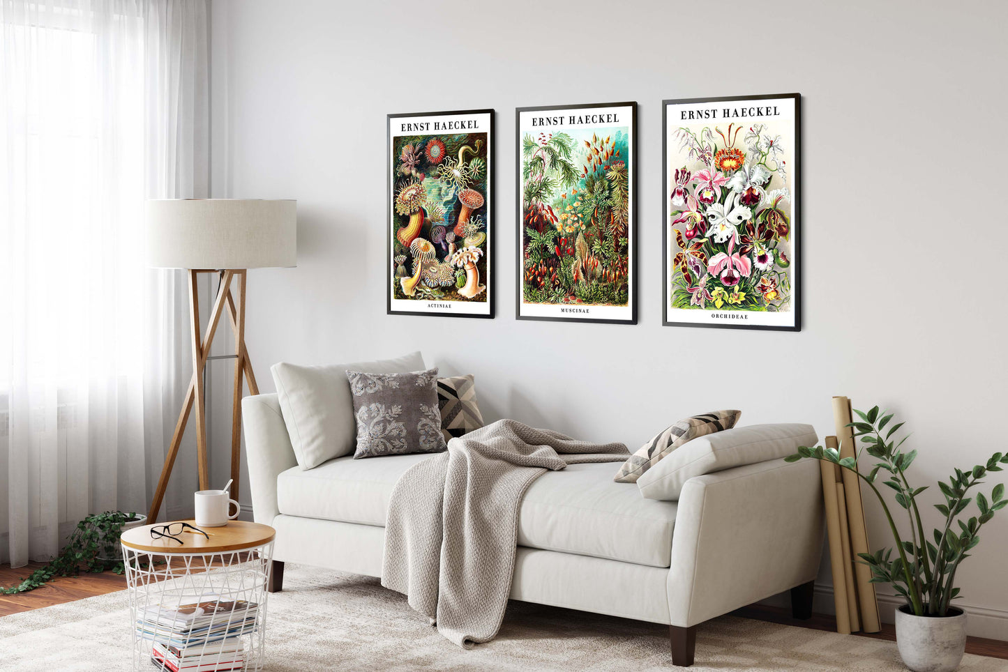 Ernst Haeckel - Set aus 3