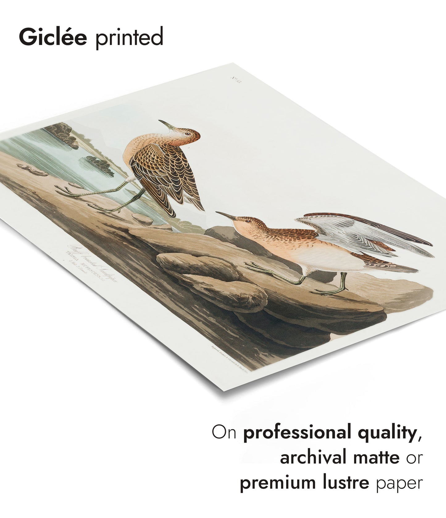 Buffbröstad sandlöpare