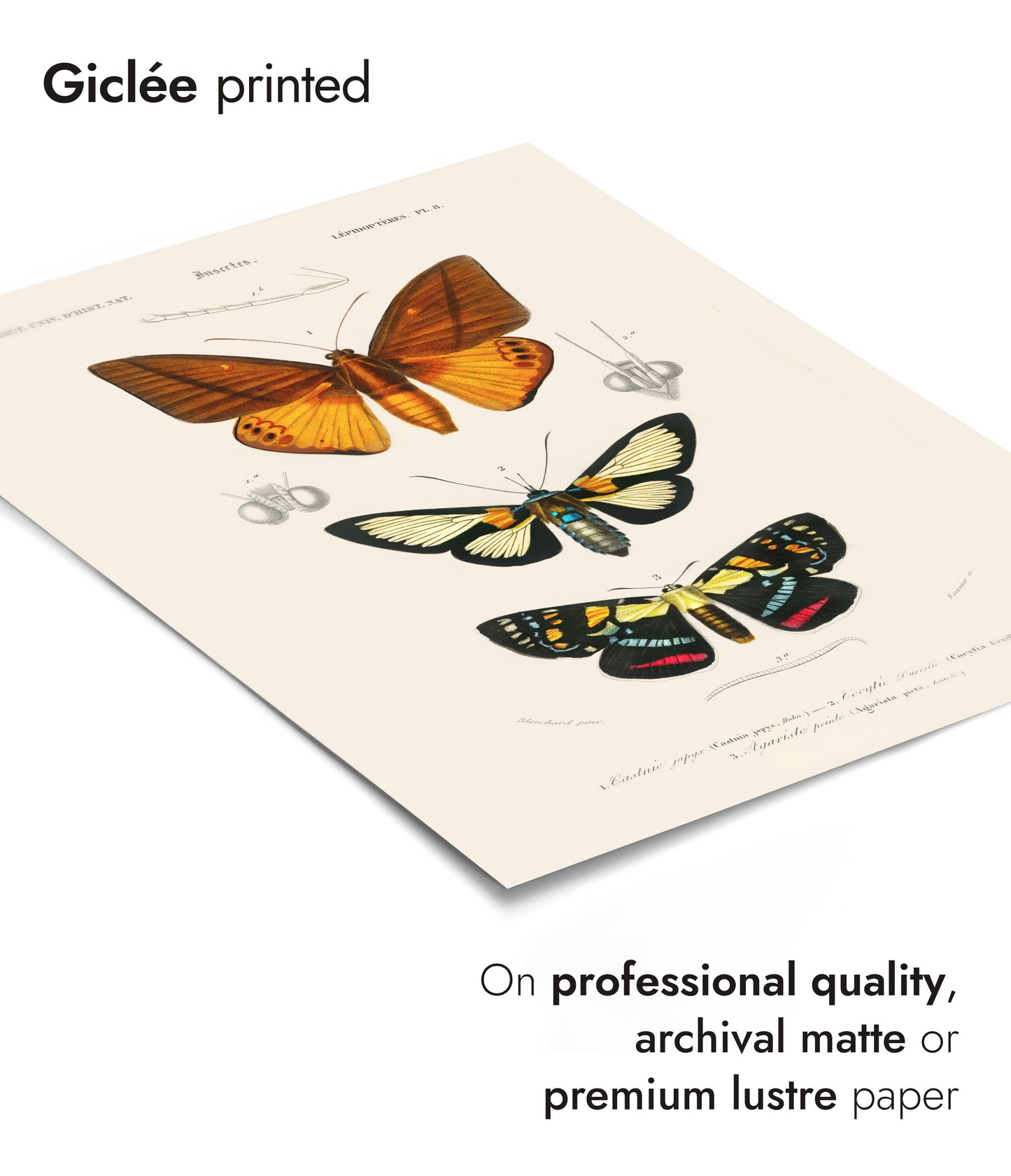 Fjärilar och nattfjärilar