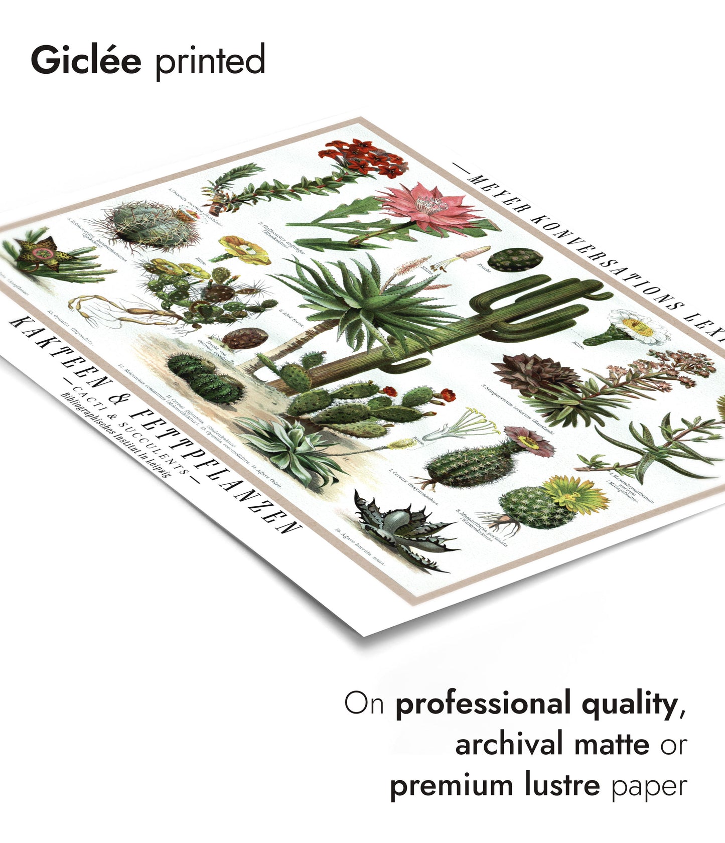 Cactus et plantes succulentes