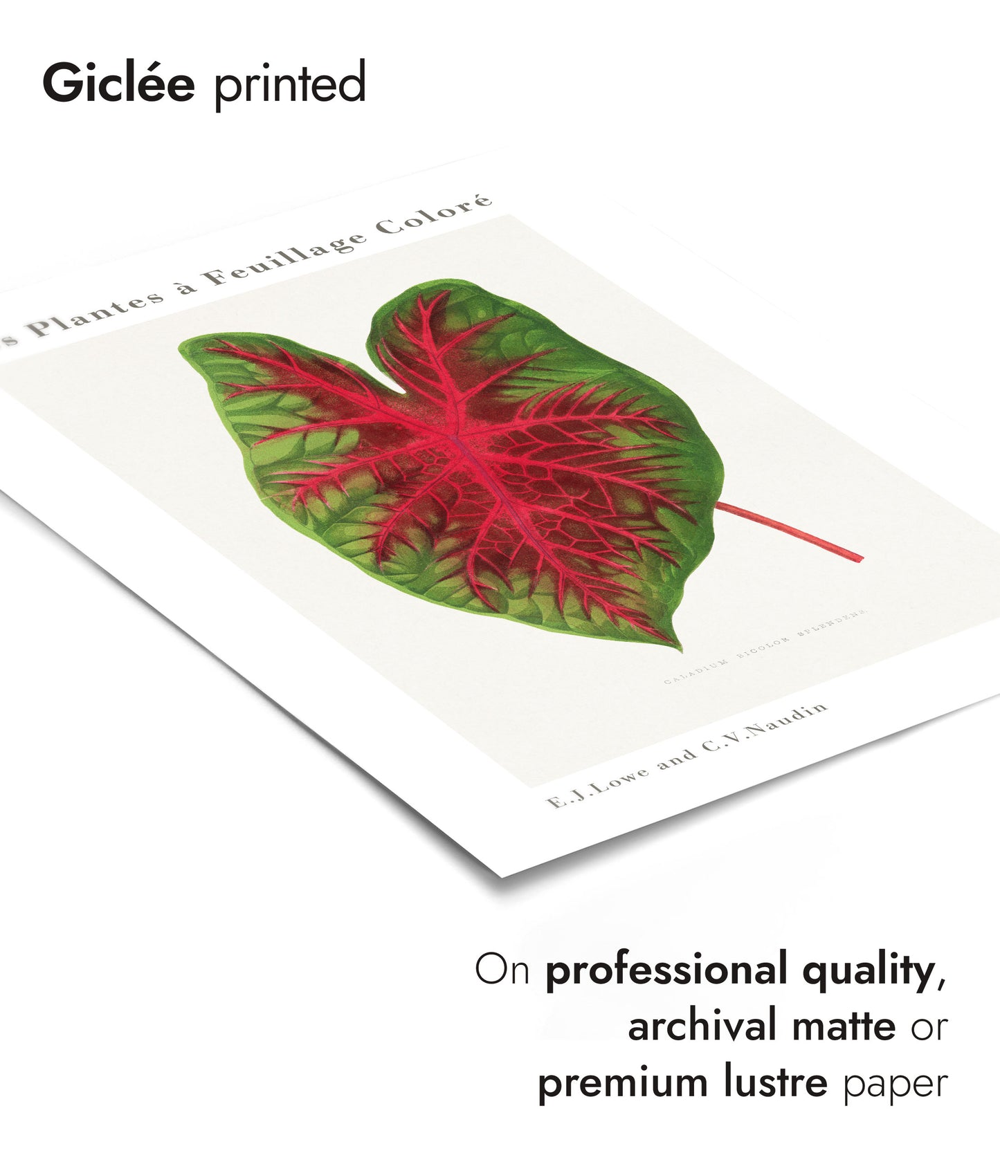 Caladium Bicolor Splendens