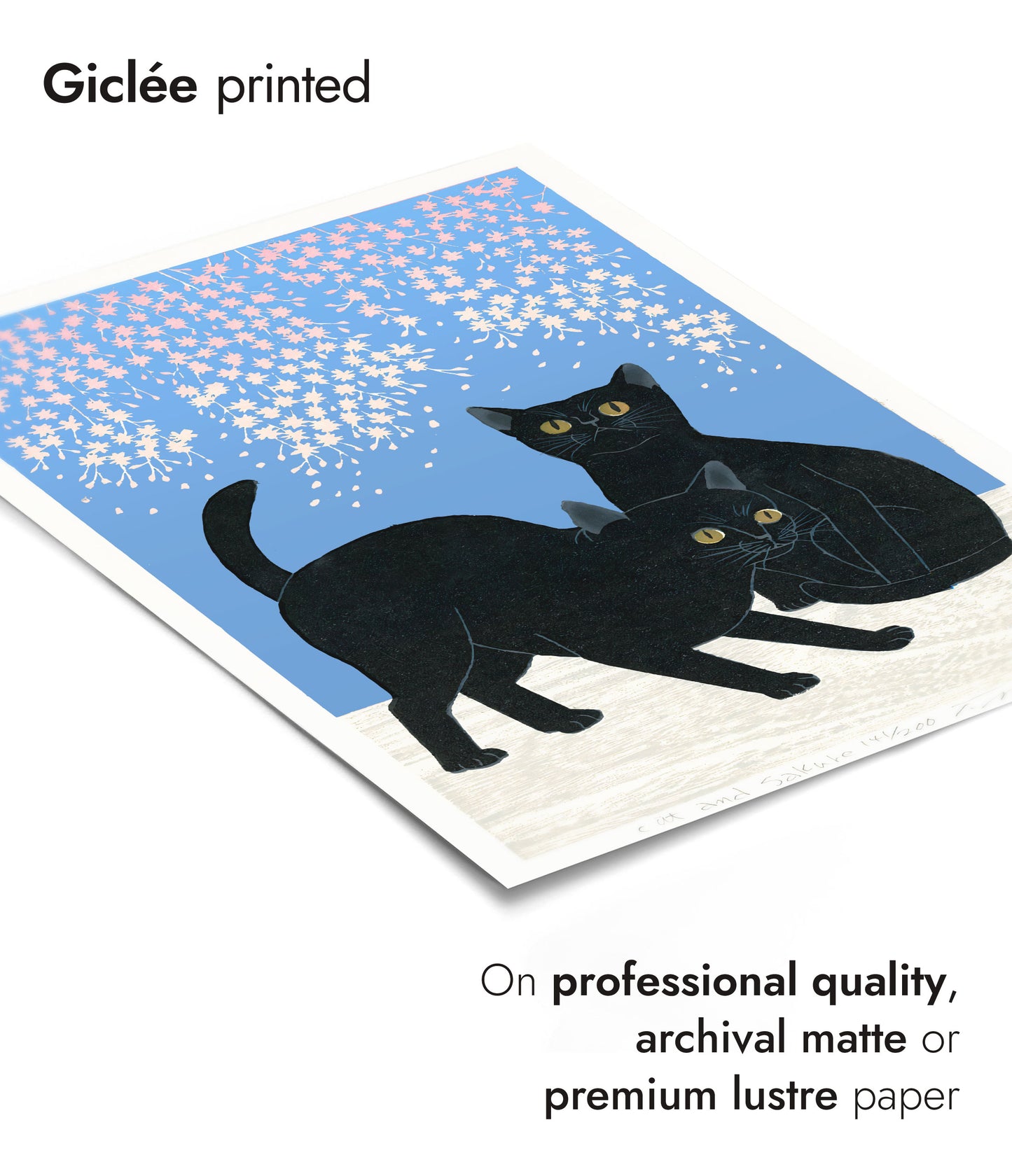 Katter & Körsbärsblommor