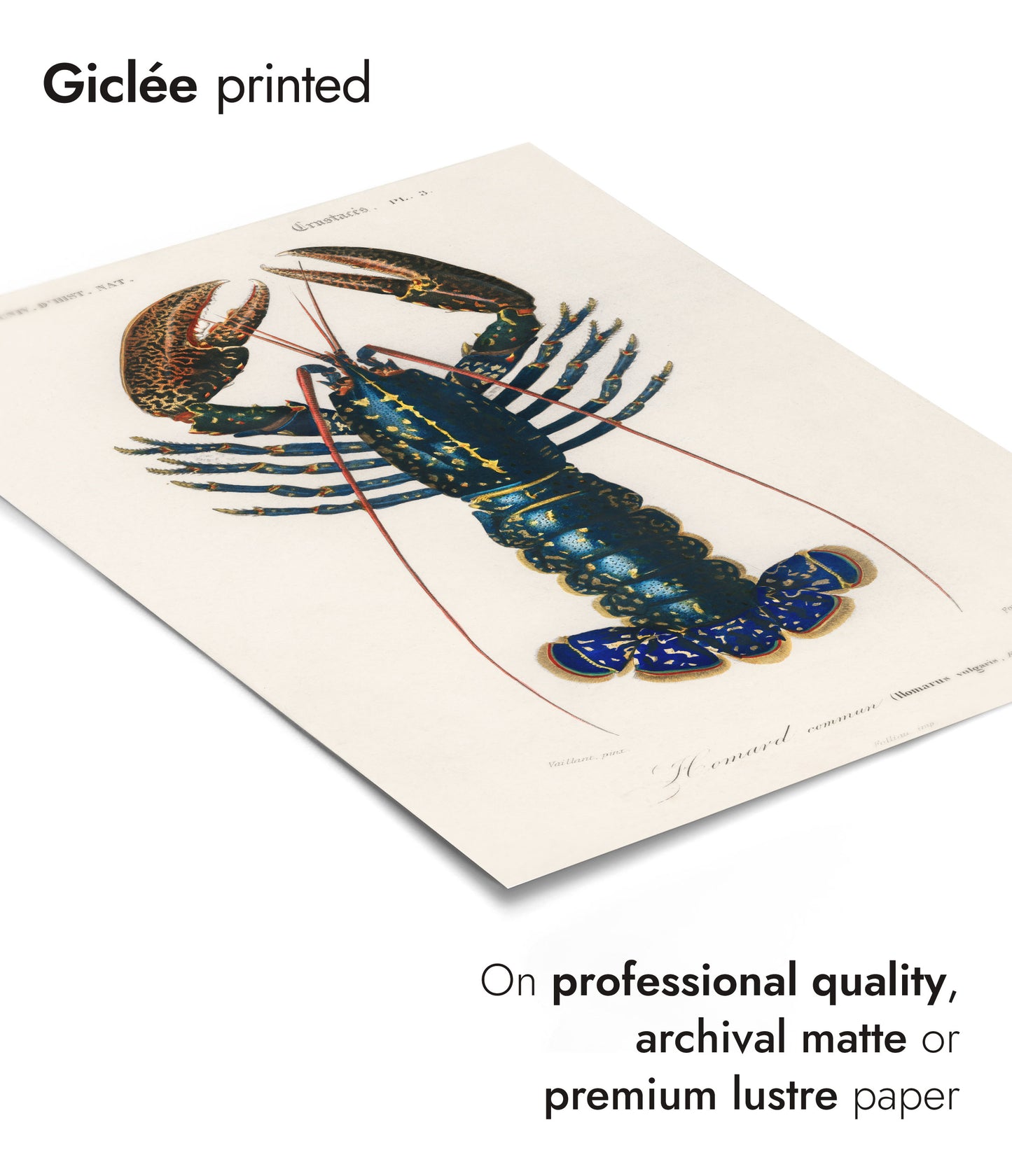 Écrevisse cramoisie