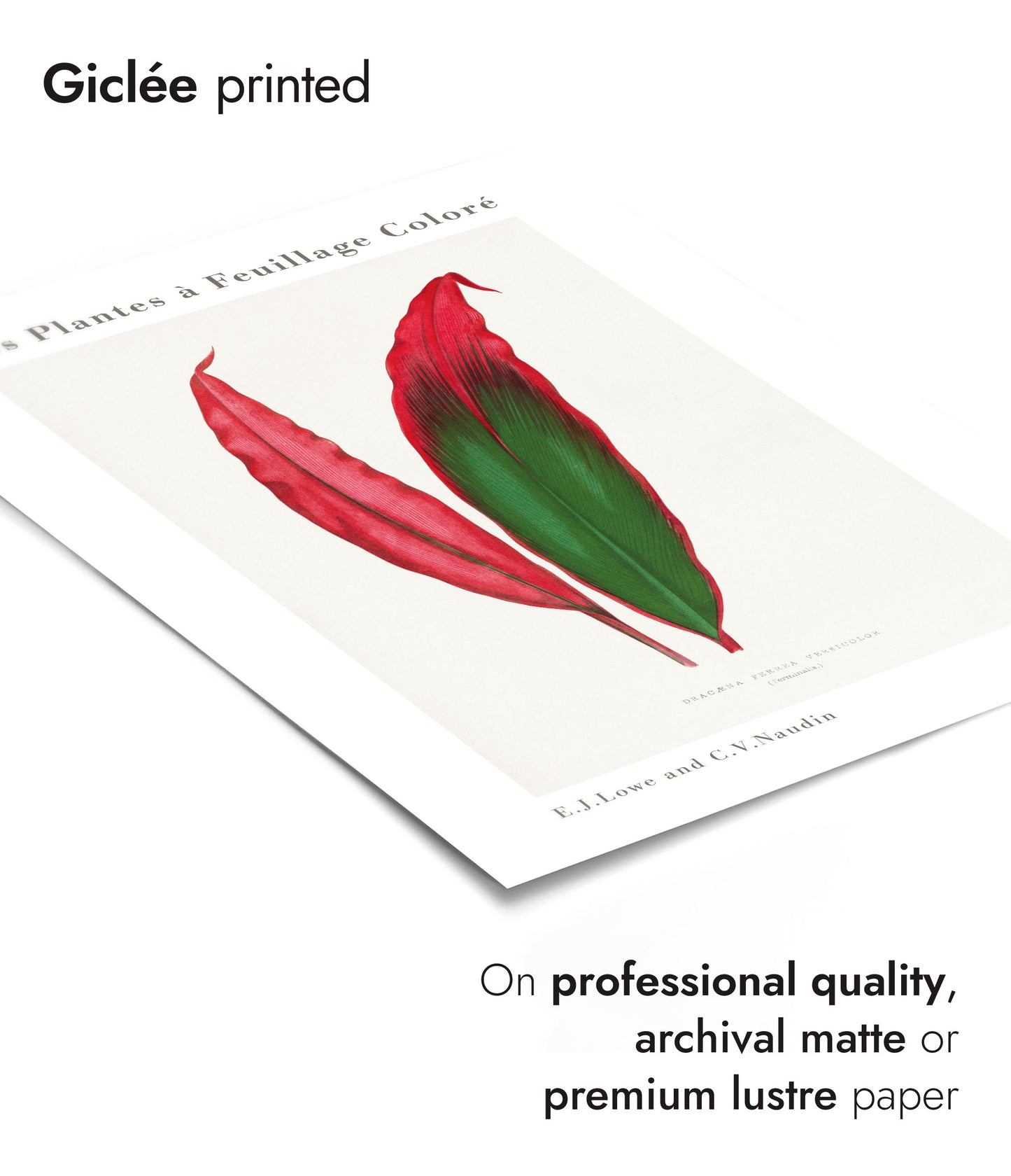 Feuille de Dracaena Ferrea