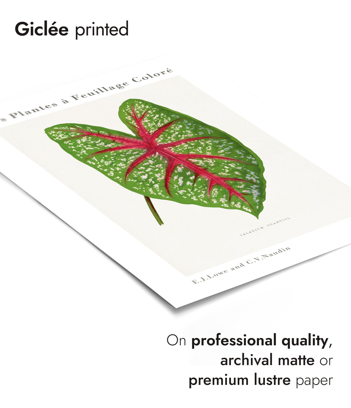 Groene Caladium Chantini