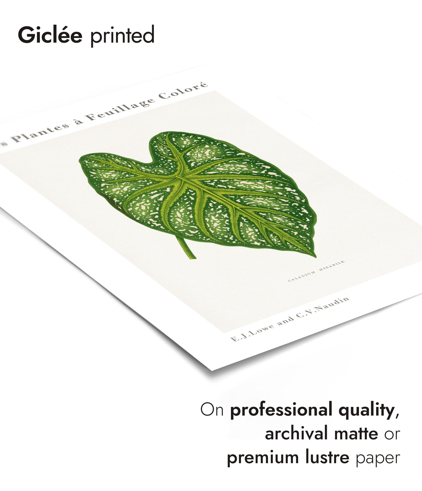 Grüner Caladium Mirabile