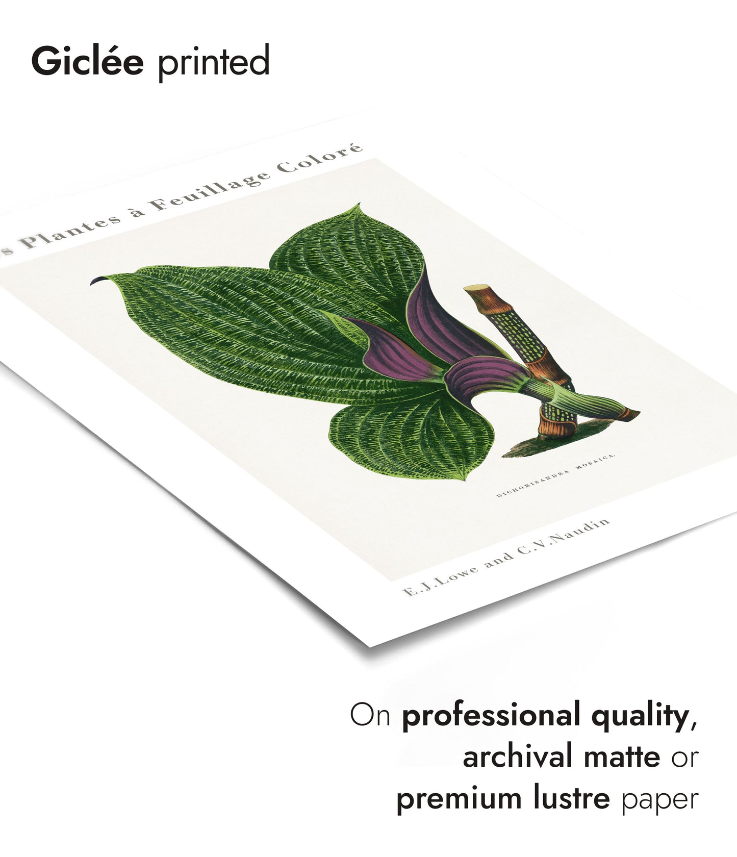 Groene Dichorisandra Mosaica