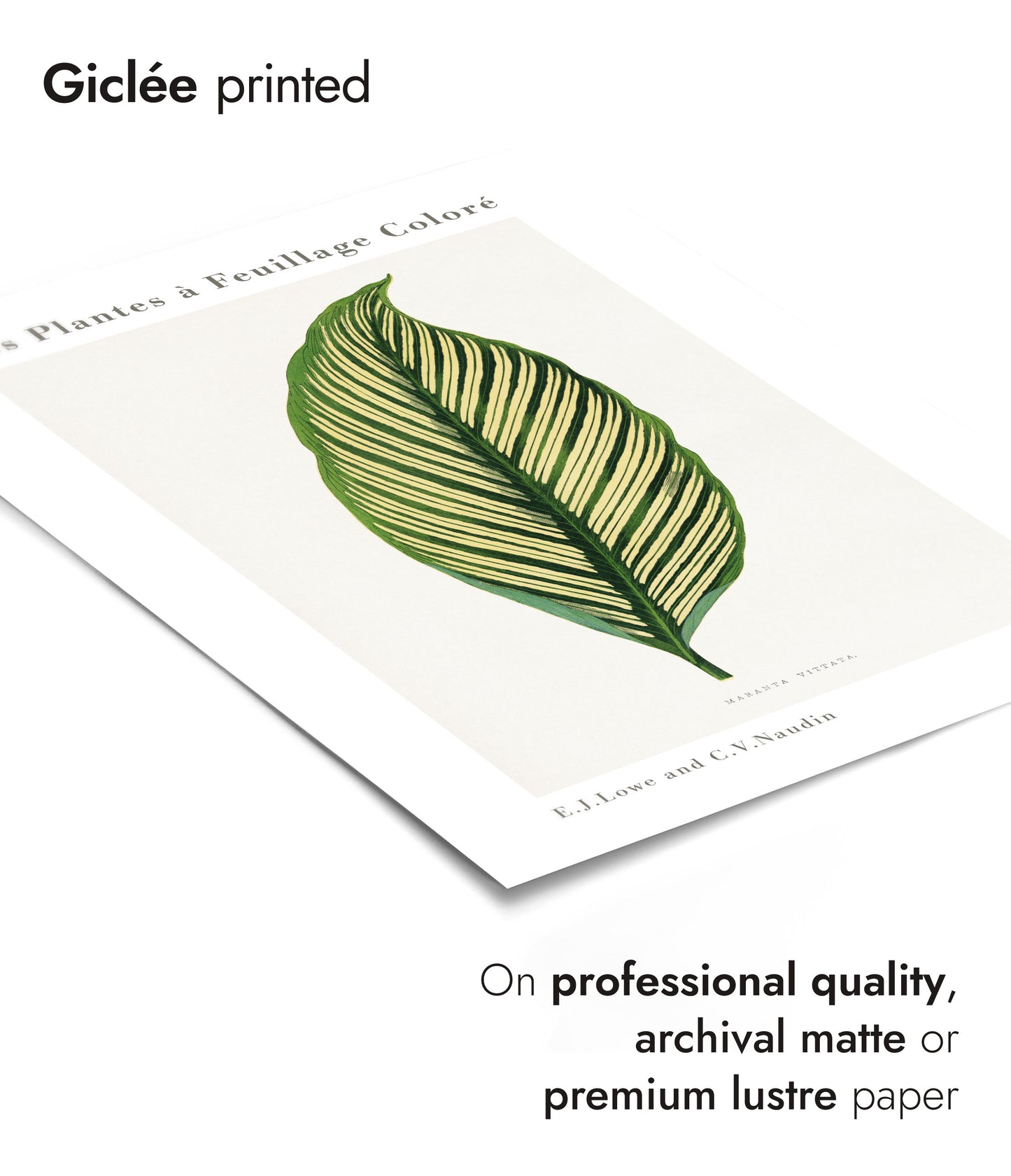 Groene Maranta Vittata