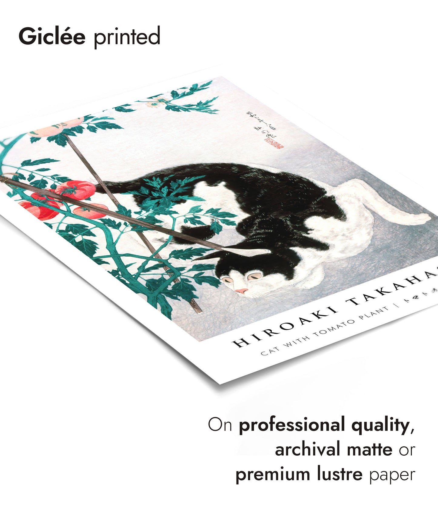 Katt med tomatplanta