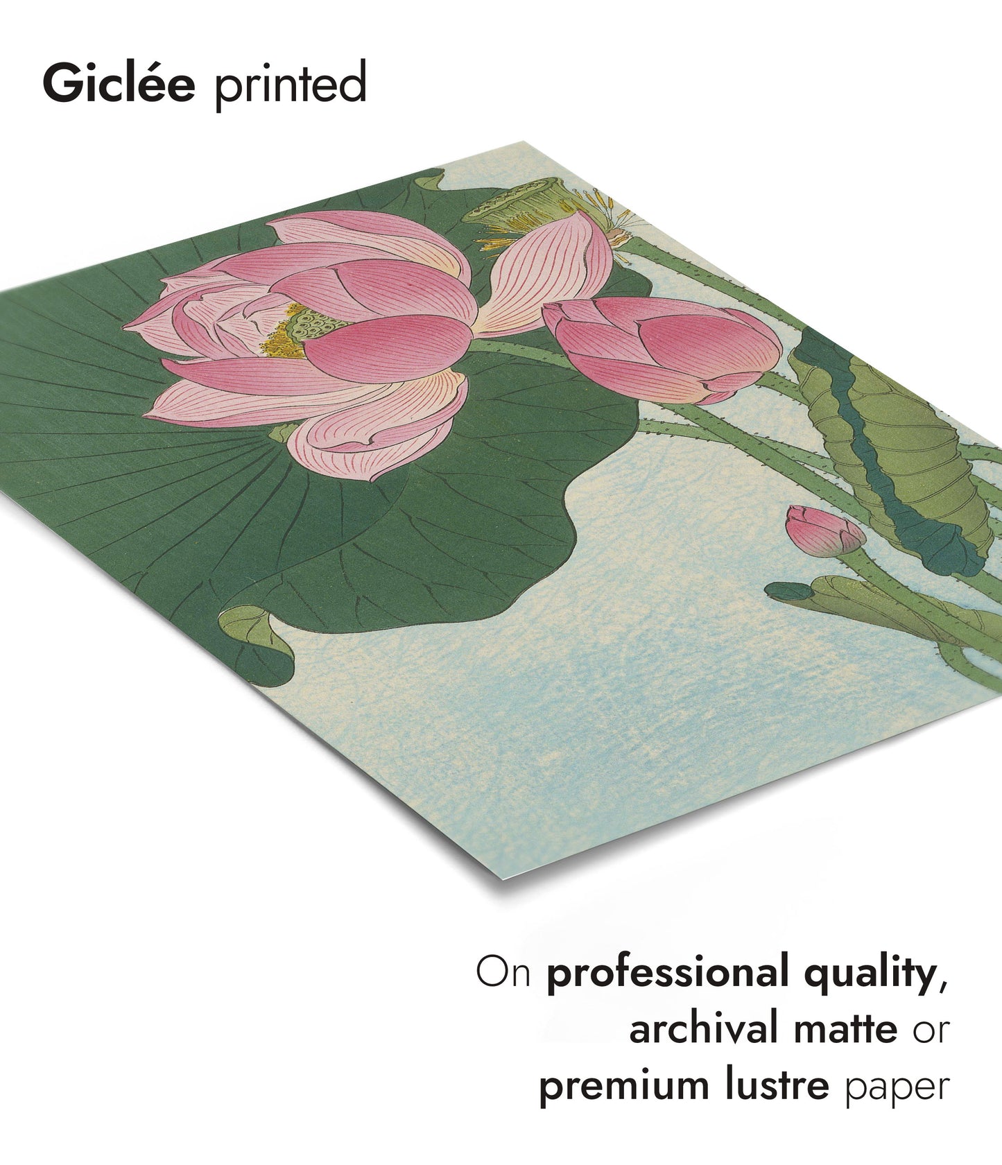 Blooming Lotus Flowers