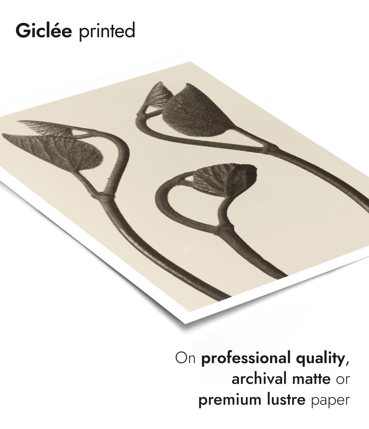 Tiges et feuilles d'Aristoloche