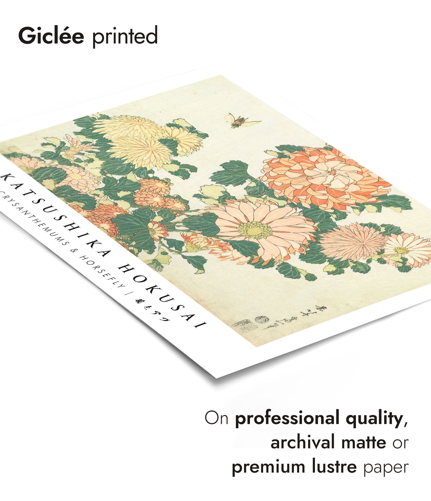 Chrysanthèmes & Mouche à cheval