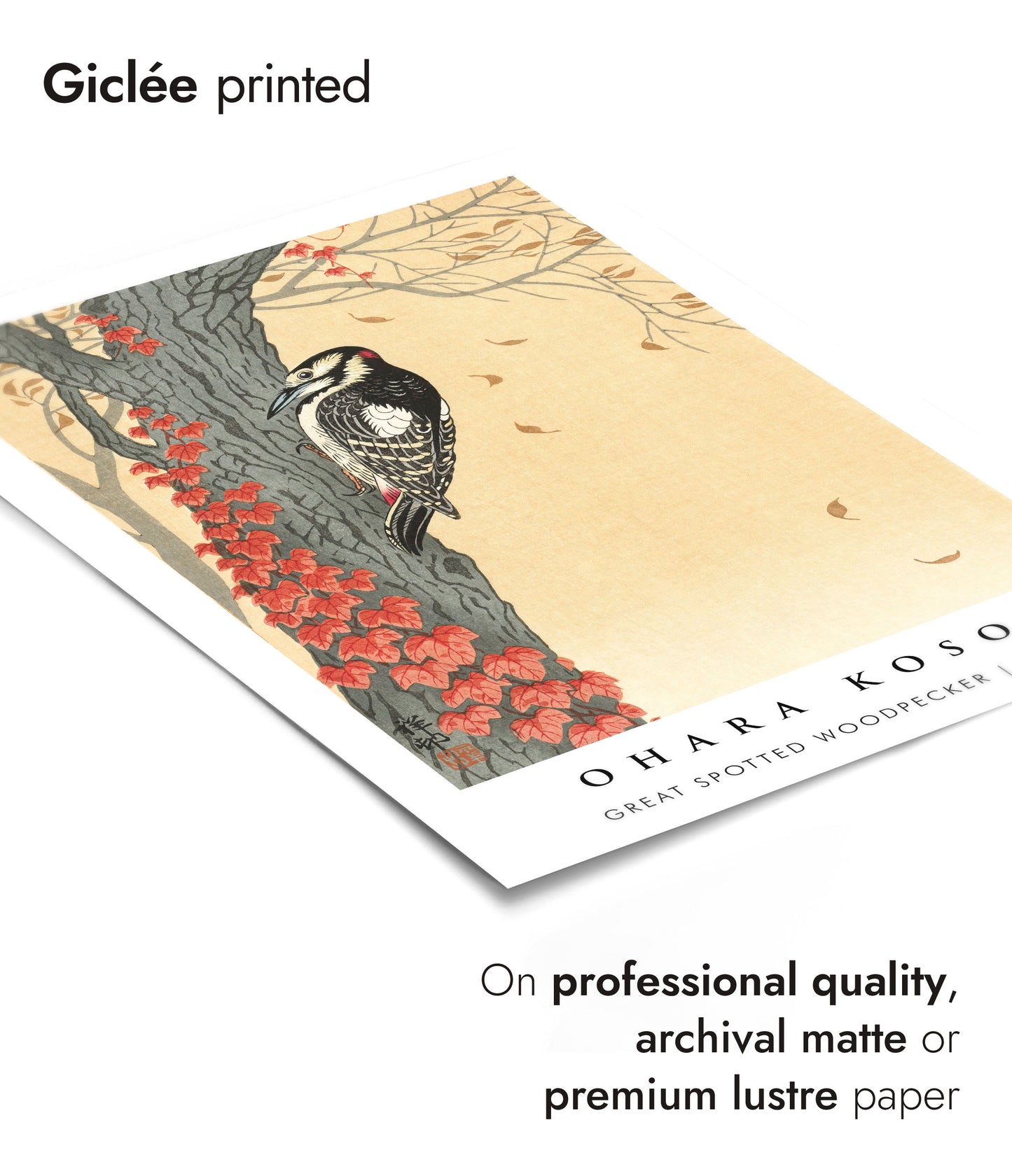 Great Spotted Woodpecker