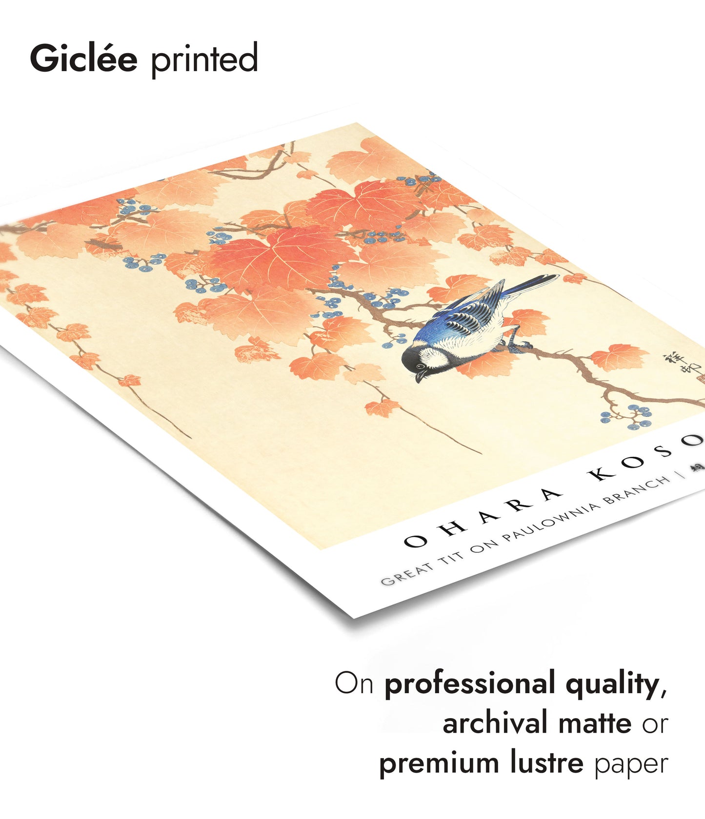 Great Tit on Paulownia Branch