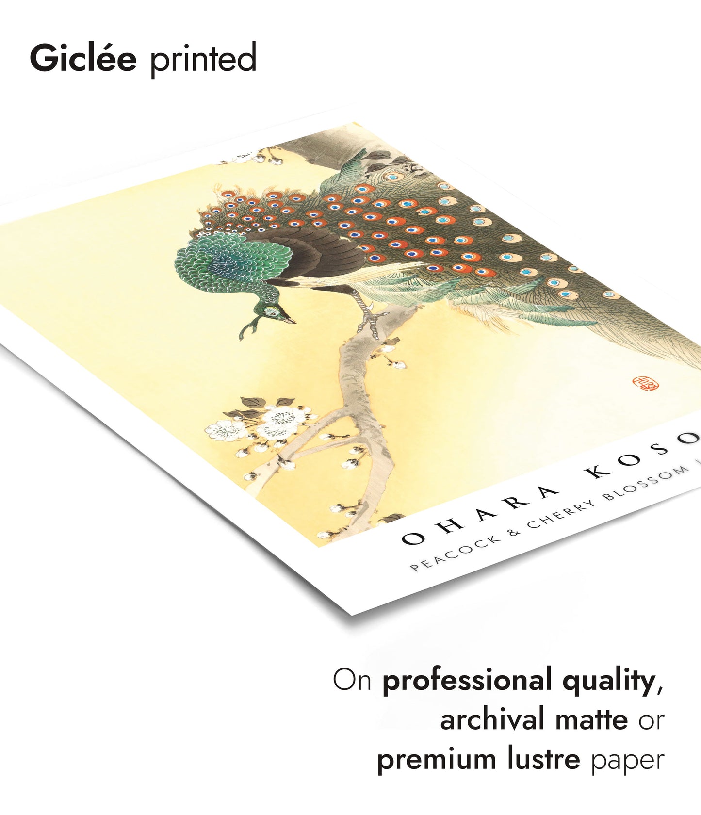 Peacock & Cherry Blossom