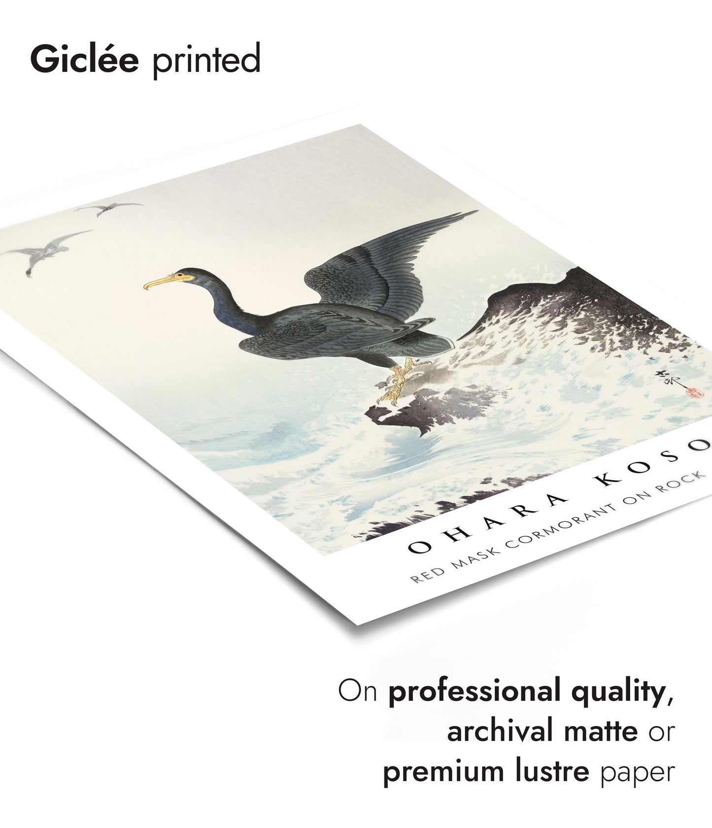 Red Mask Cormorant on Rock