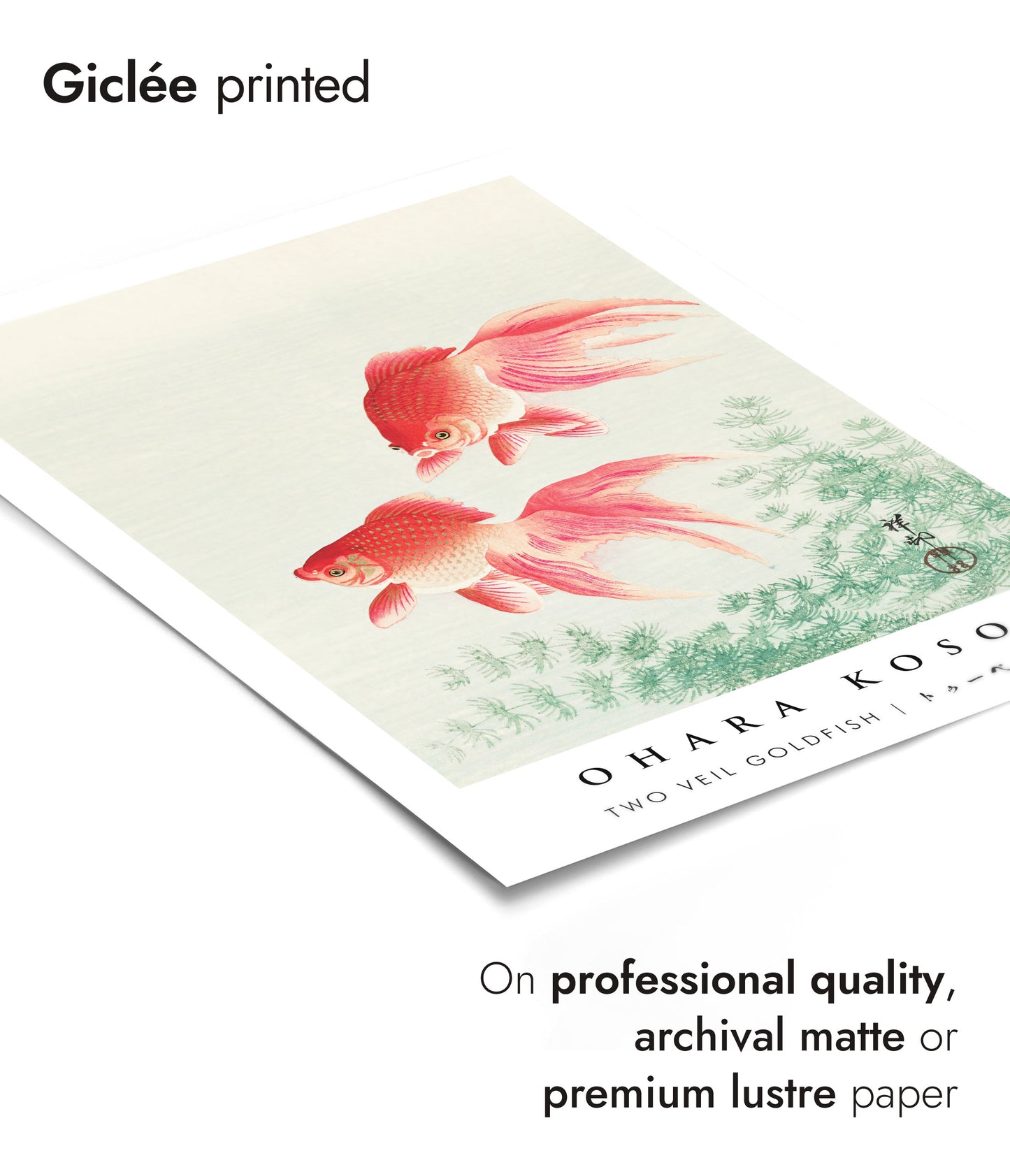 Deux poissons rouges voilés