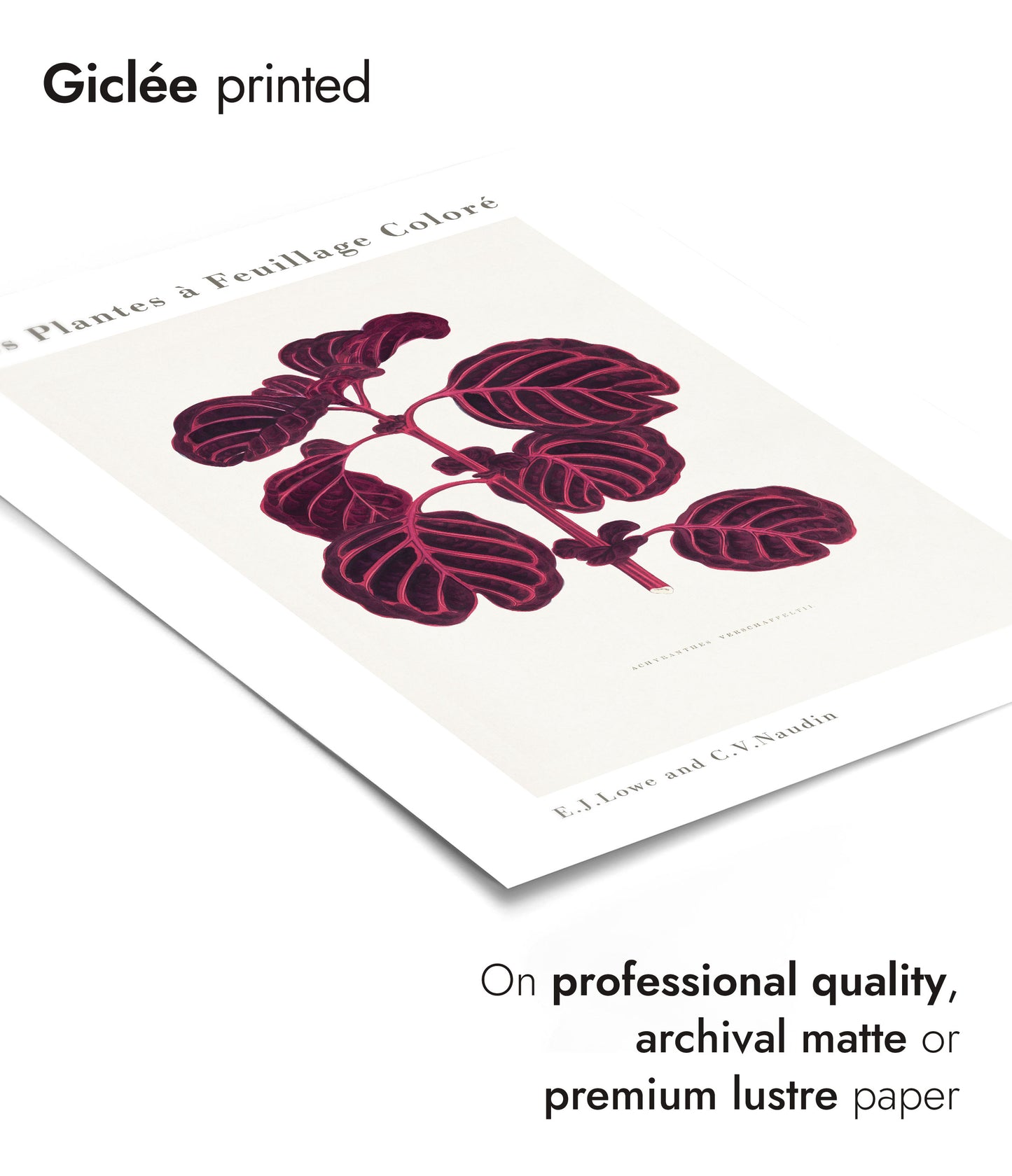 Roze Achyranthes Verschaffeltii