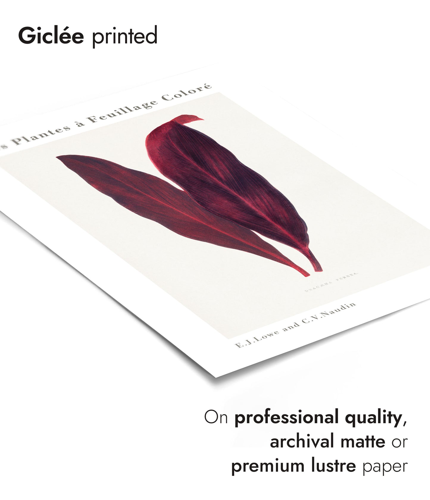 Roze Dracaena Ferrea