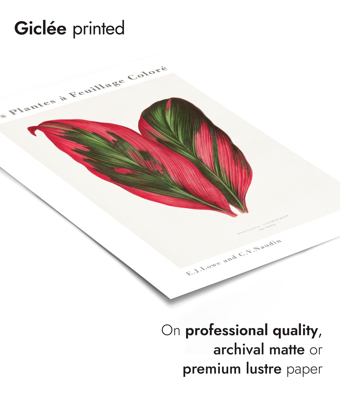 Roze Dracaena Terminalis