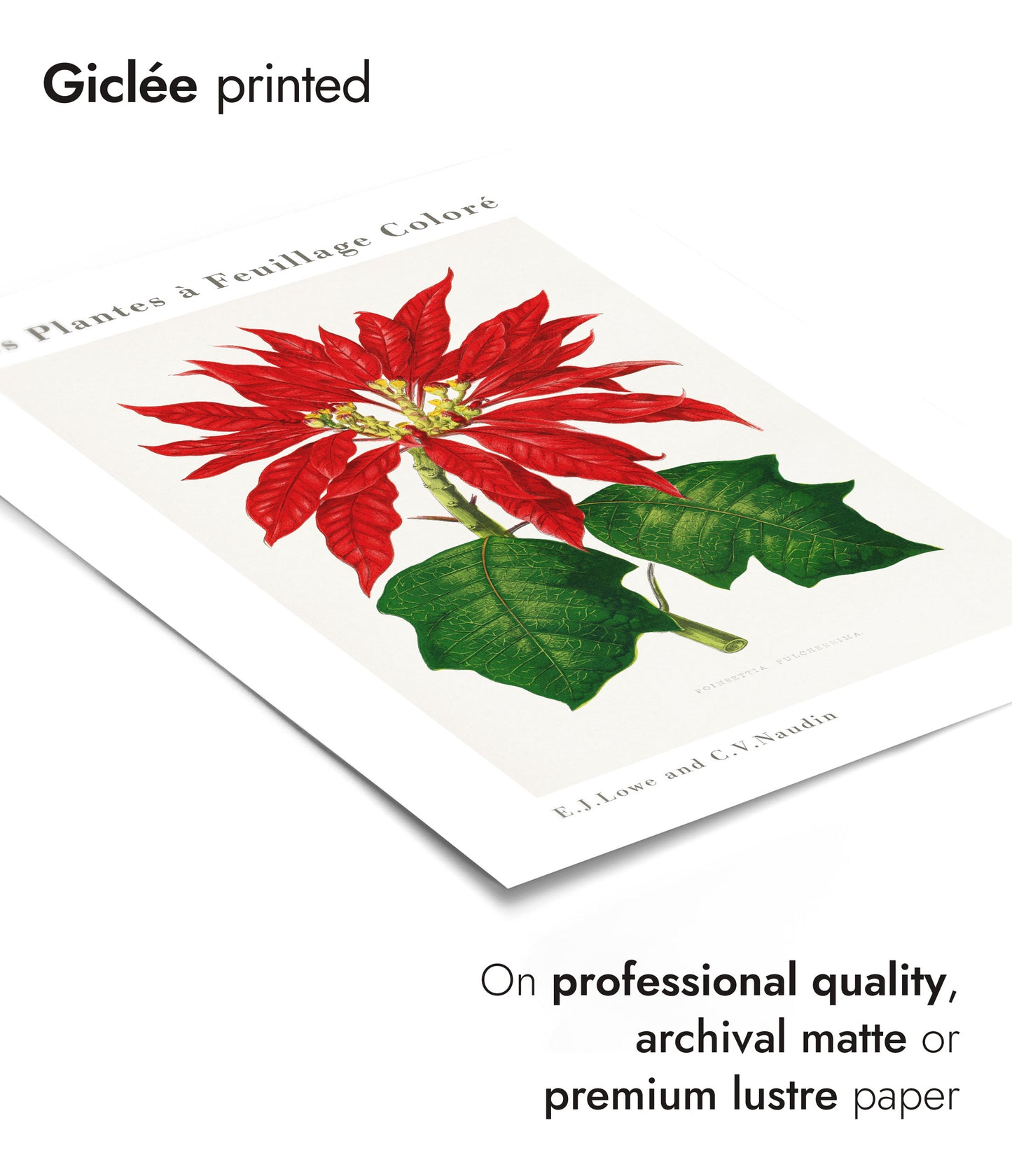 Poinsettia Pulcherrima