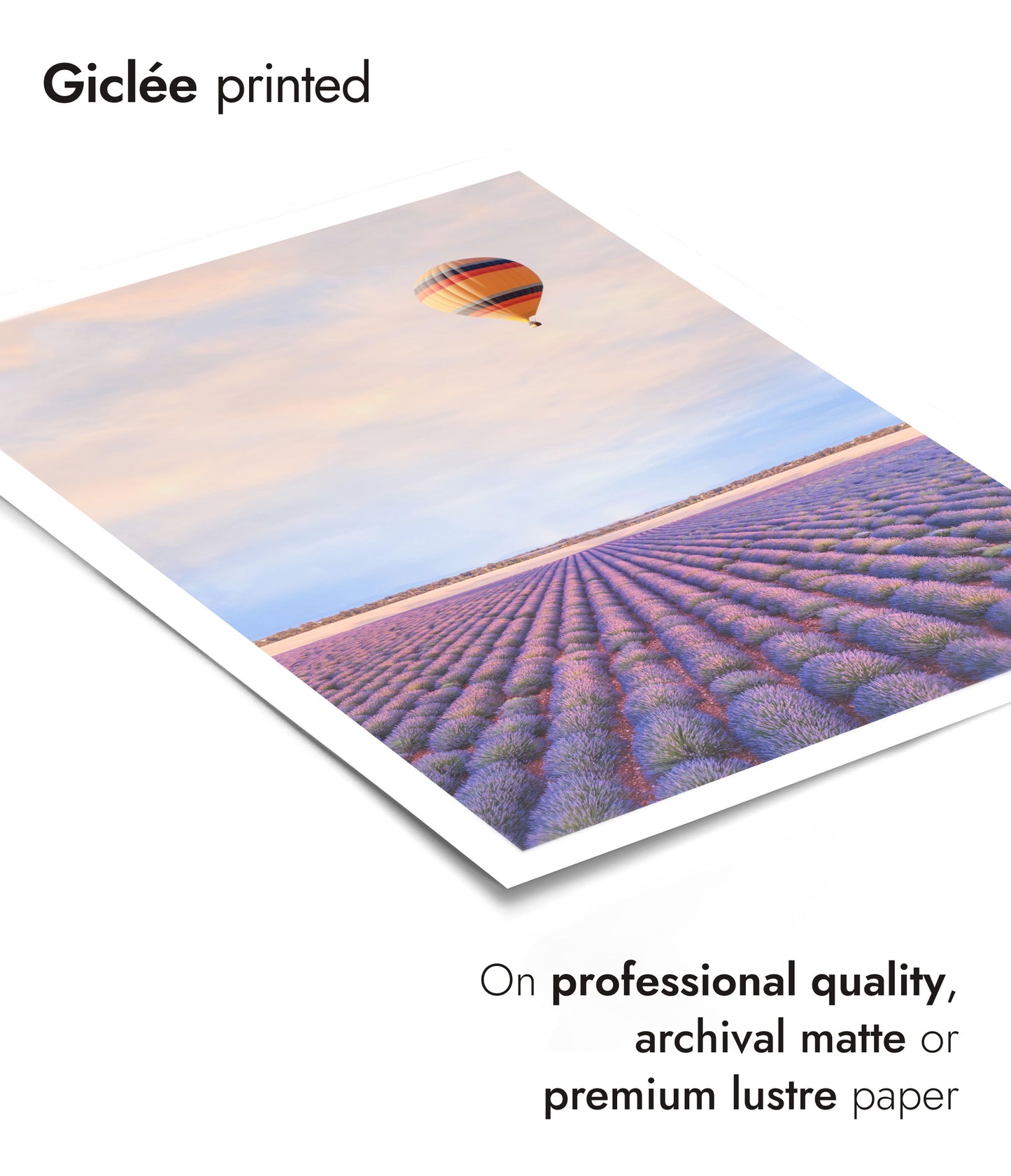 Lavendelfelder in der Provence, Frankreich