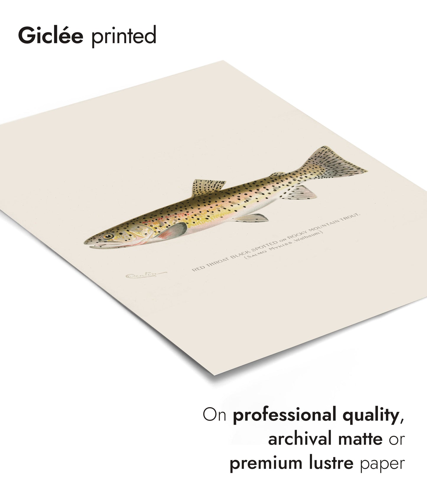 Rocky Mountain-öring