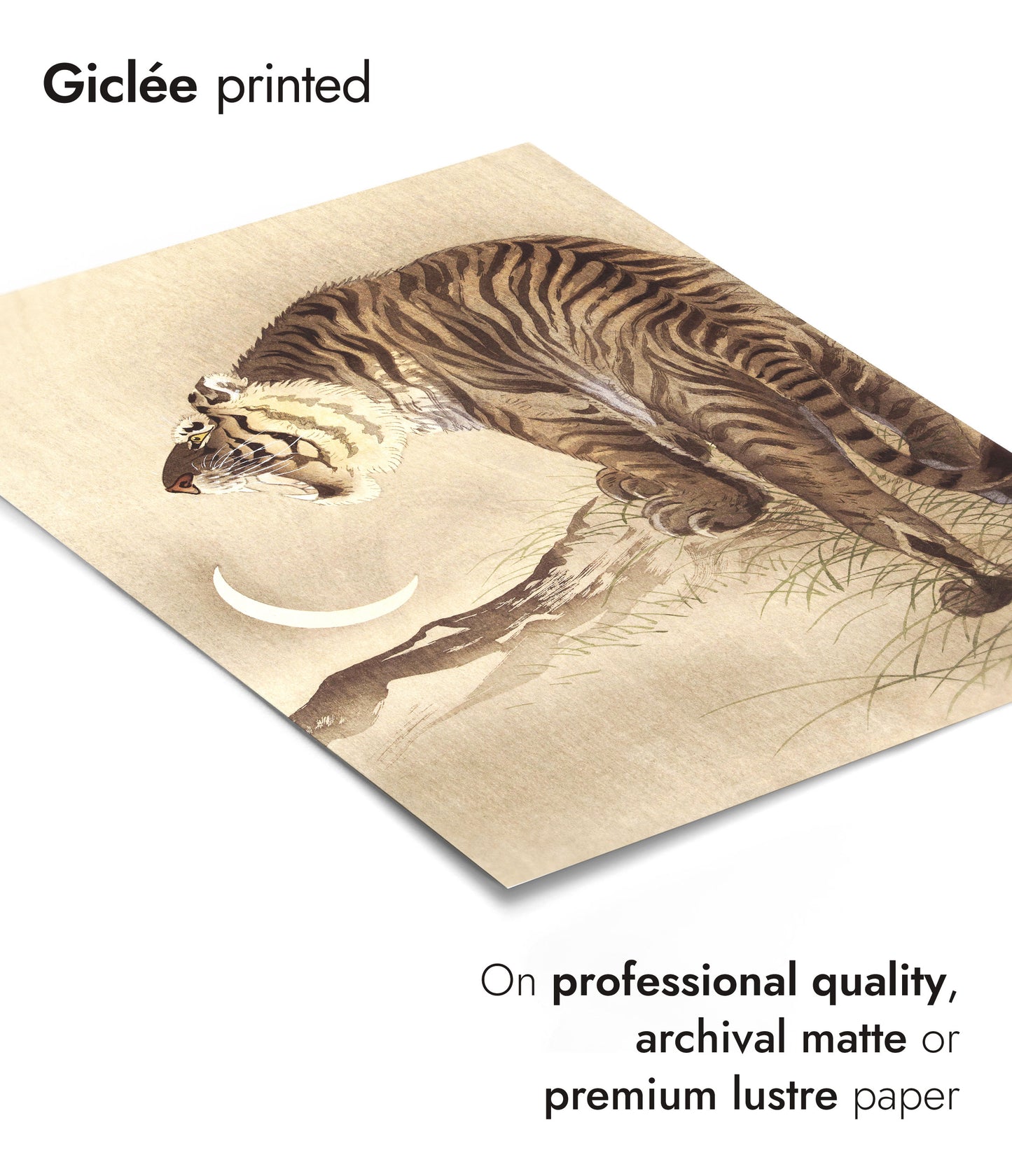 Tigre et Croissant de Lune