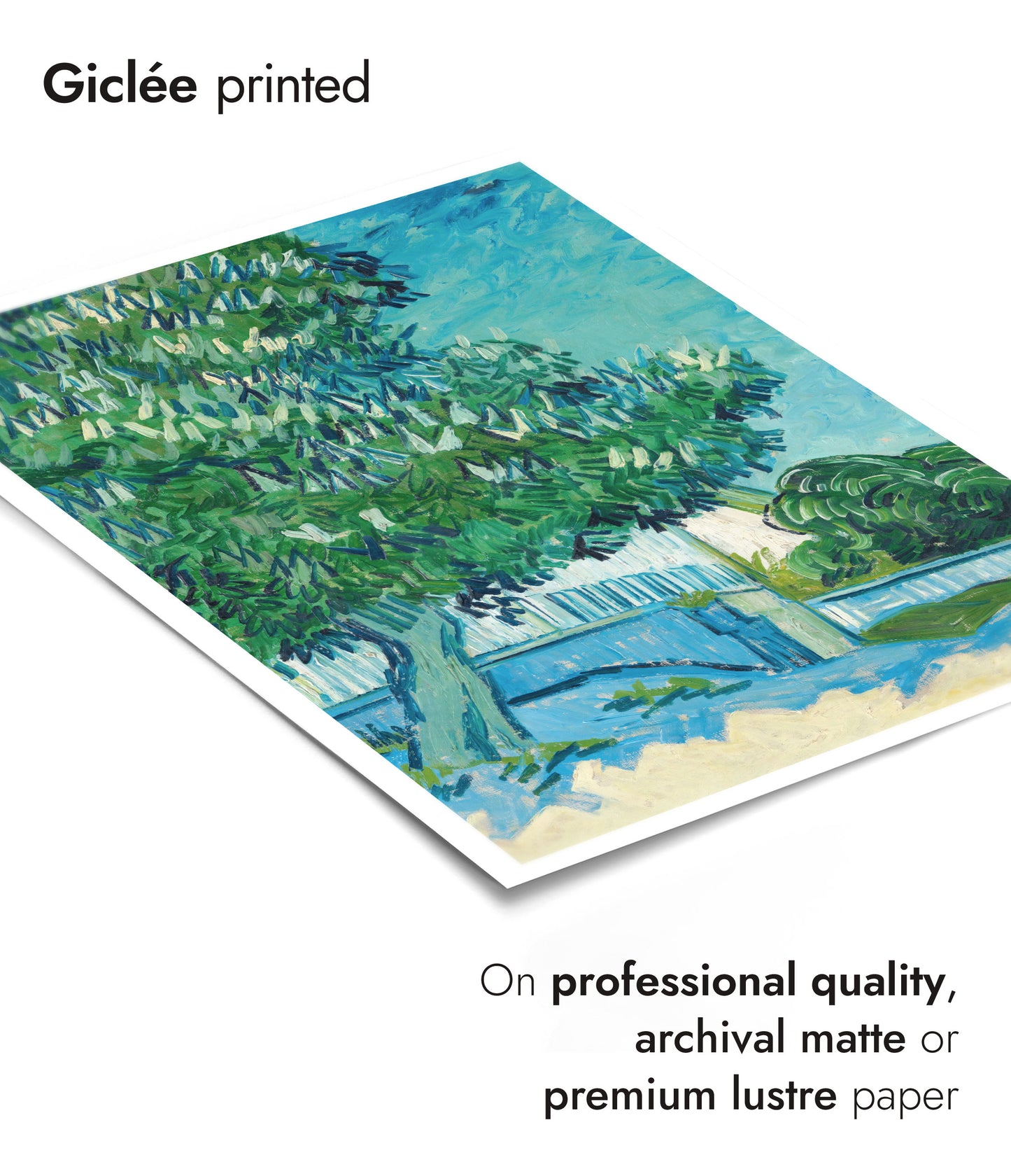 Blossoming Chestnut Trees