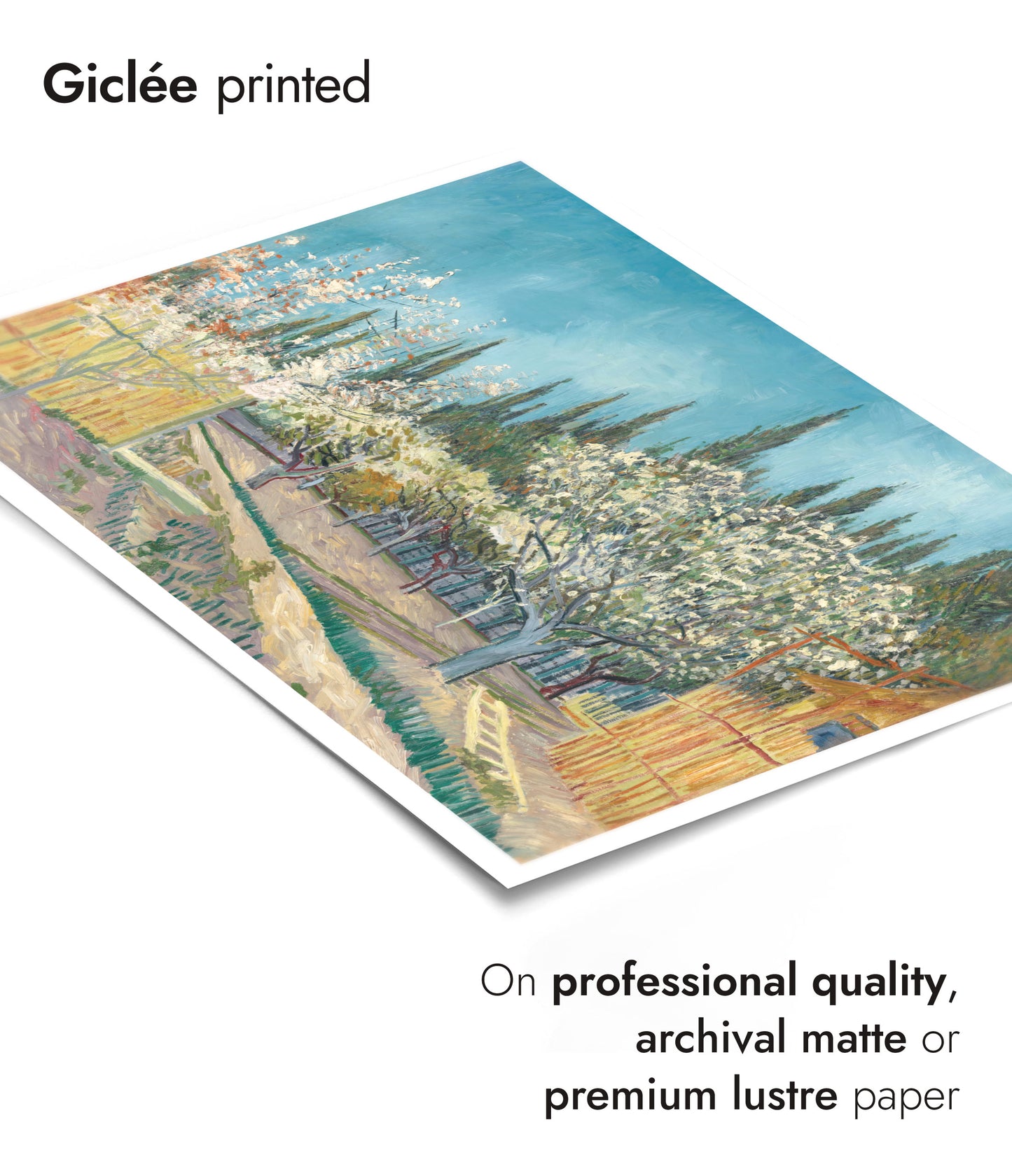 Orchard Bordered by Cypresses