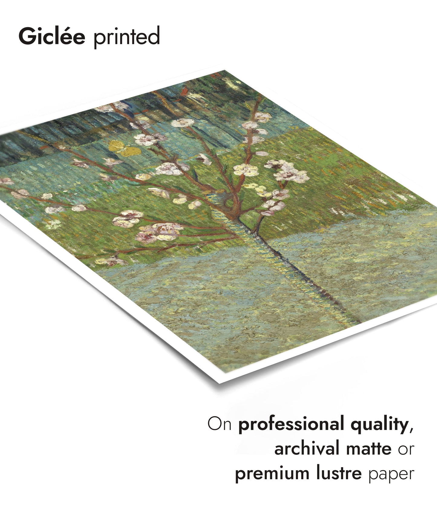 Peach Tree in Blossom