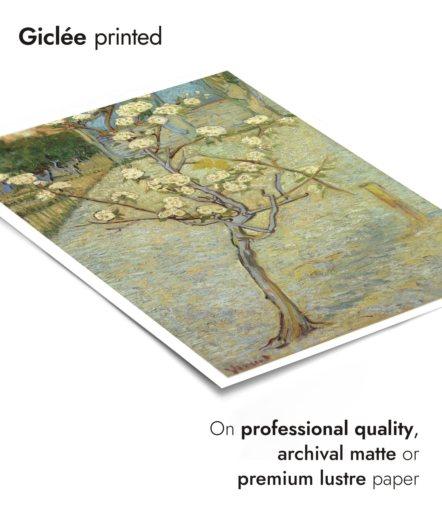 Small Pear Tree in Blossom