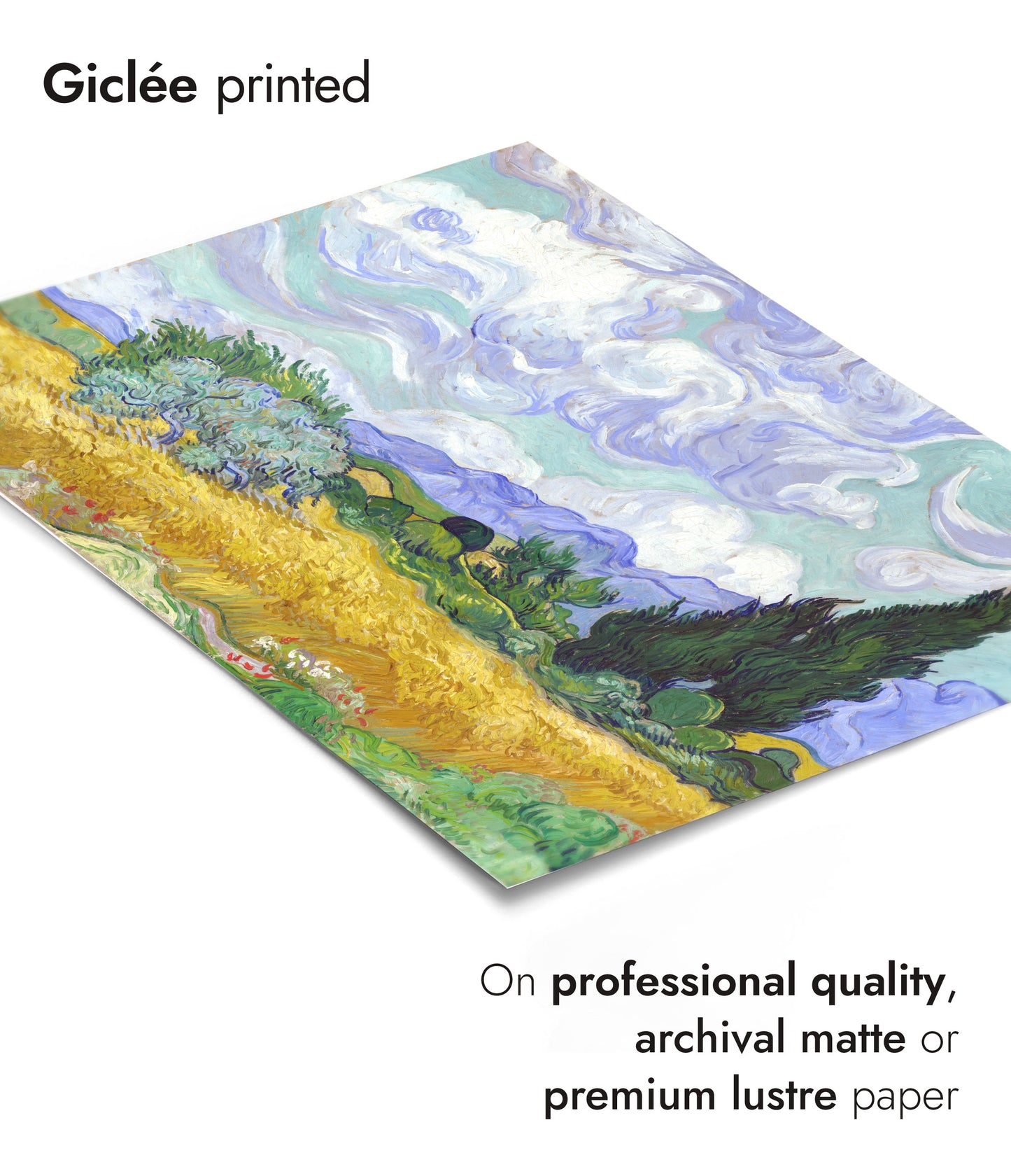 Wheatfield with Cypresses