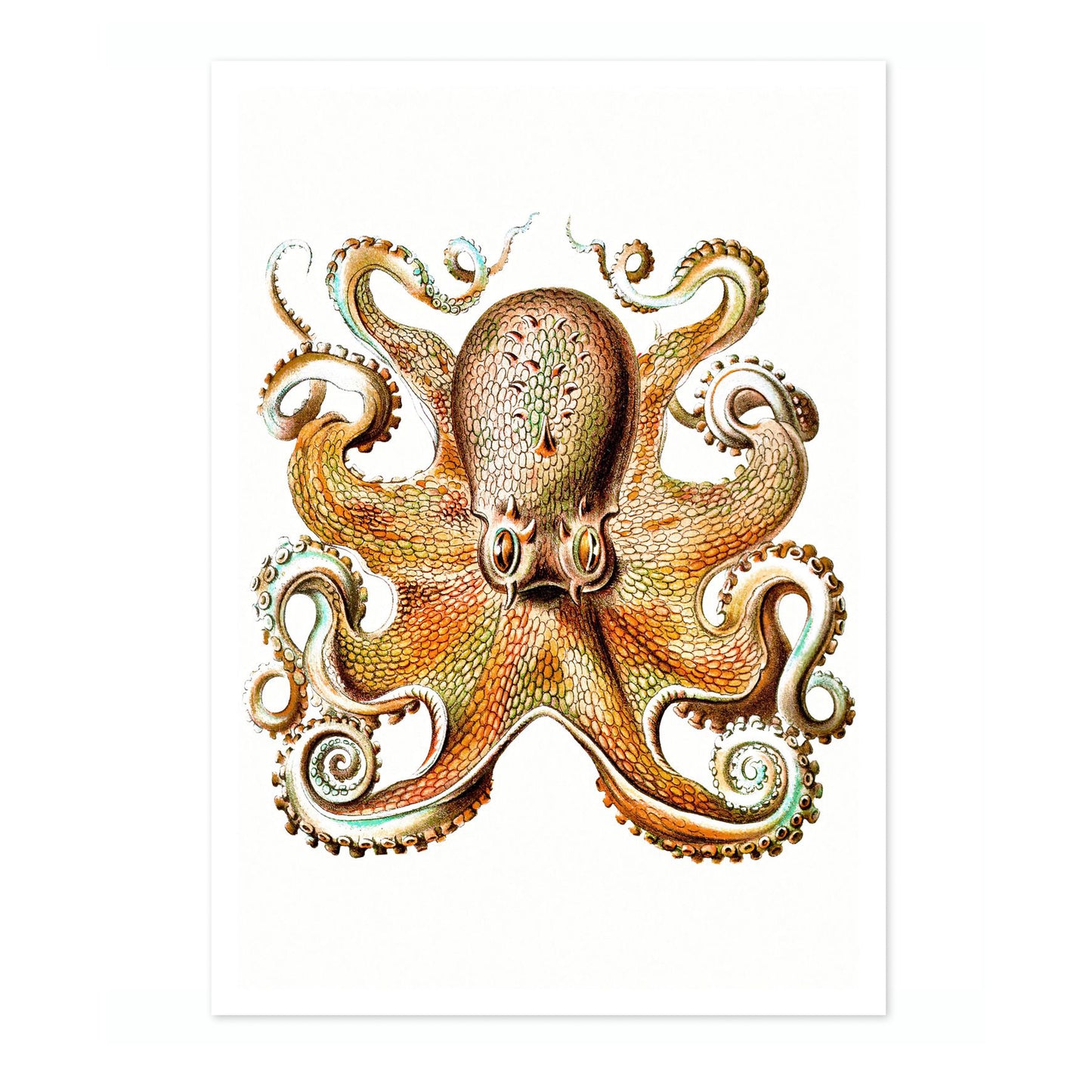 Oktopus
