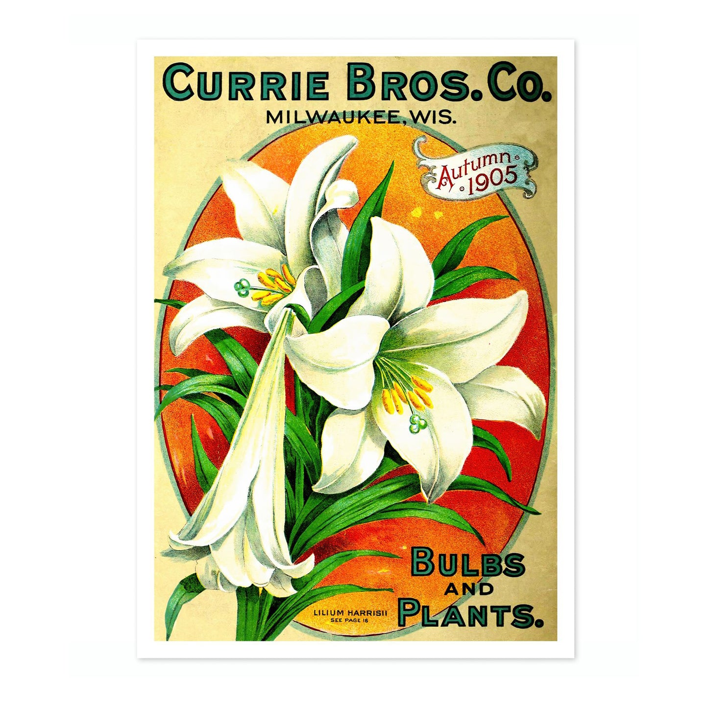 Bulbs and Plants