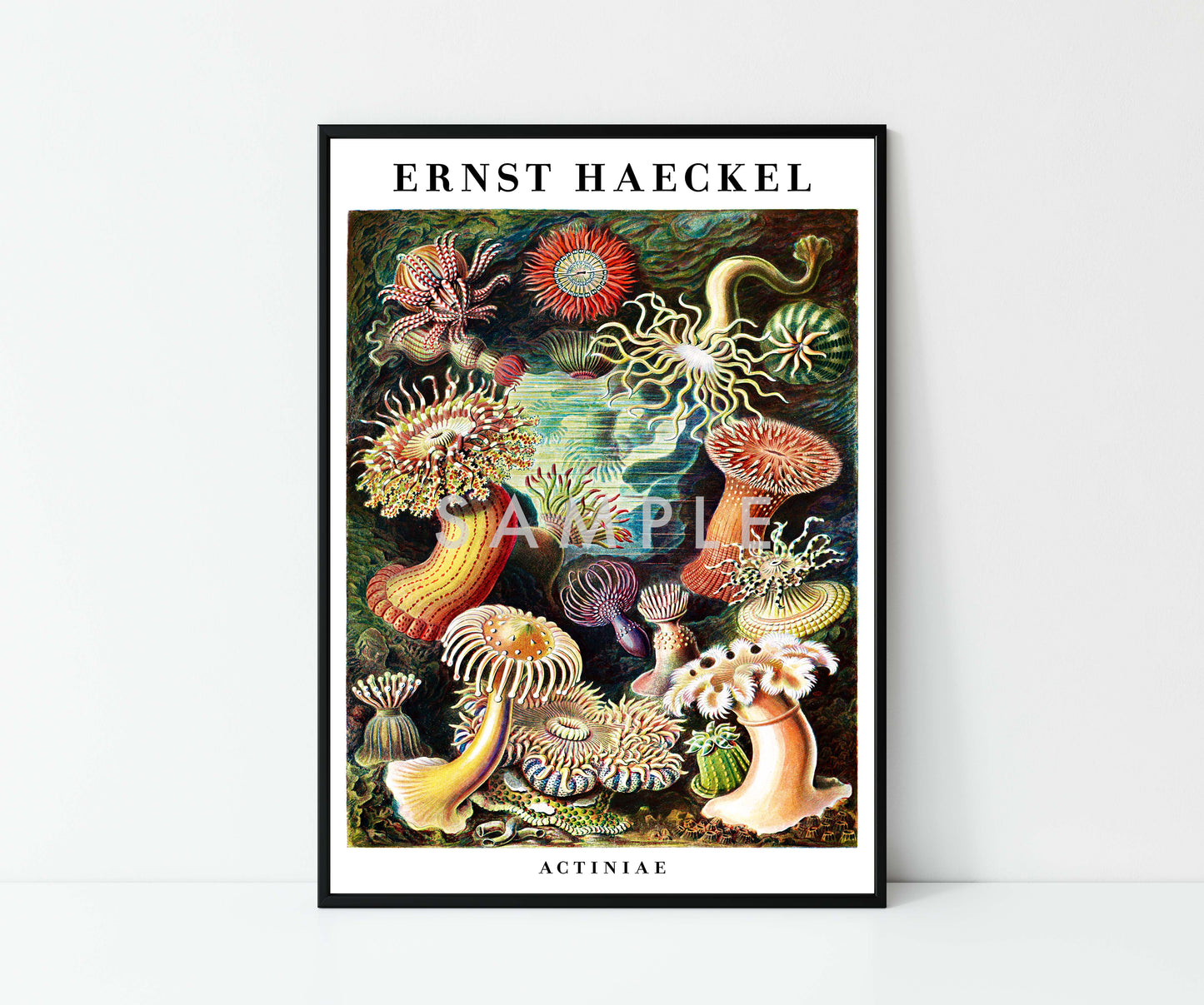 Ernst Haeckel - Set aus 3