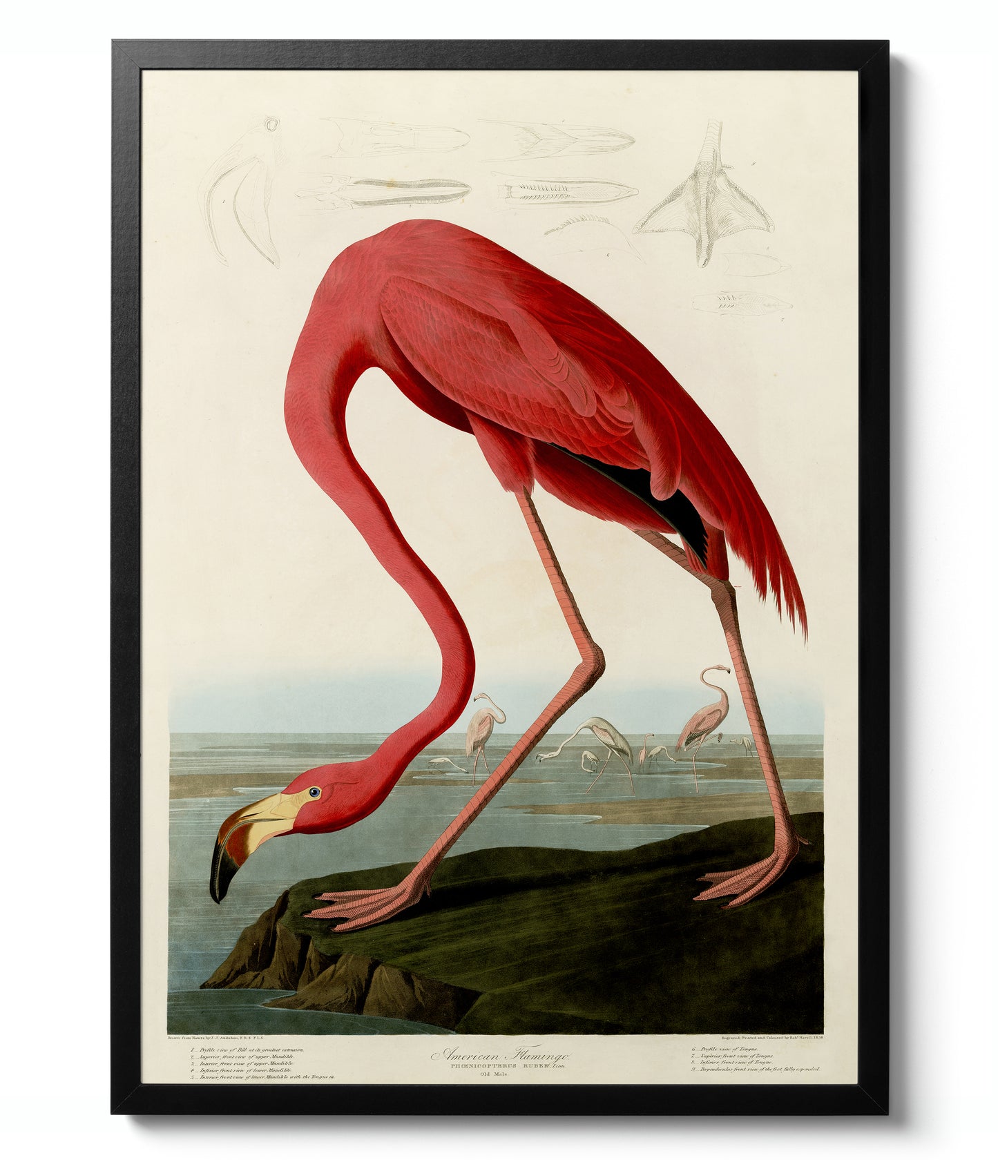 Birds of America - Set of 3