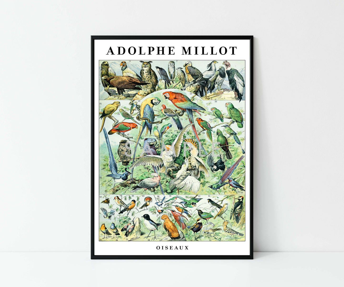Adolphe Millot Birds - Set of 3