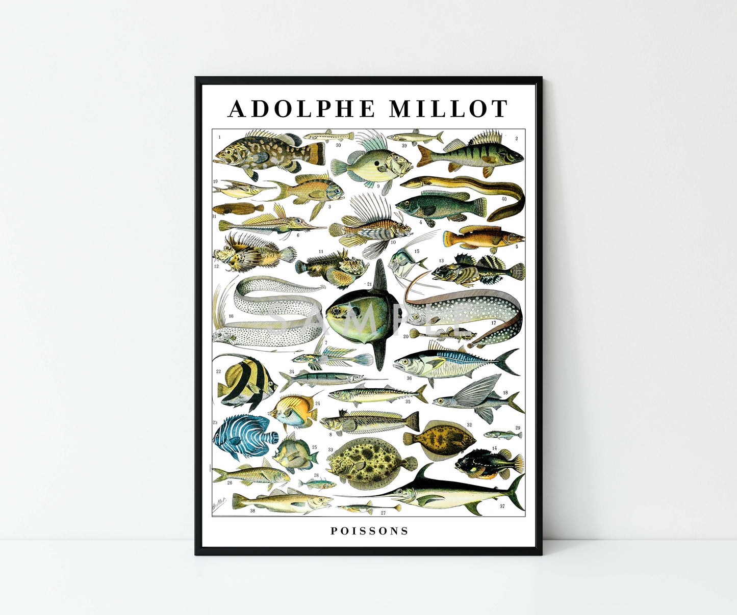 Adolphe Millot Vie Marine - Ensemble de 3