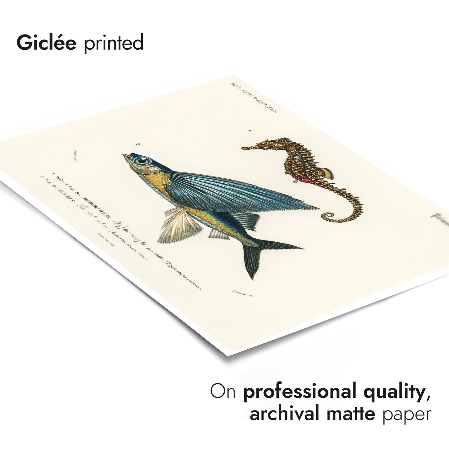 Seepferdchen & fliegender Fisch