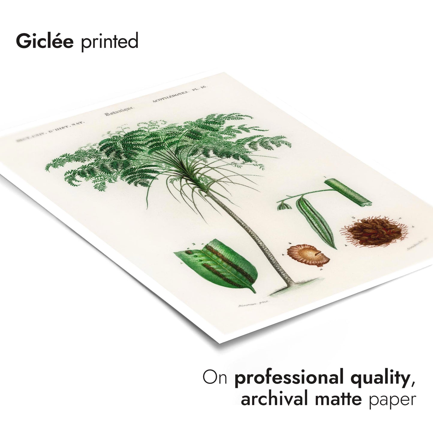 Trichipteris Excelsao