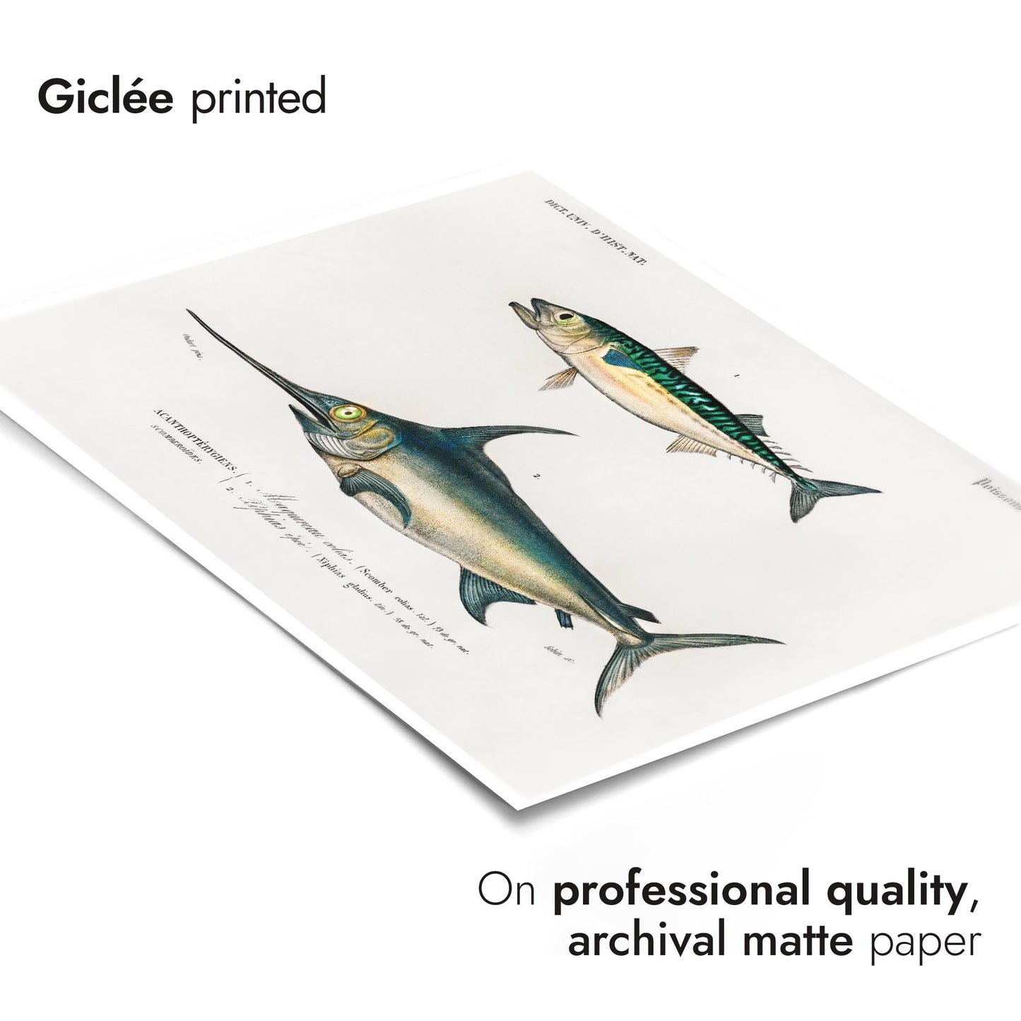 Mackerel & Swordfish