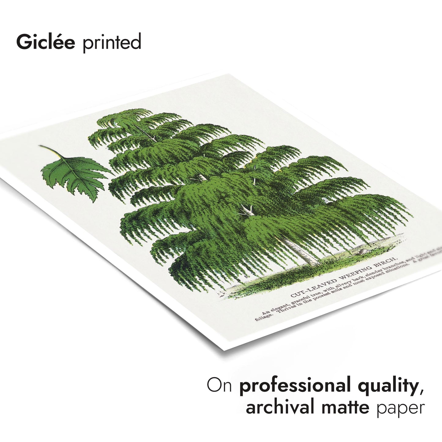 Skärbladig hängbjörk