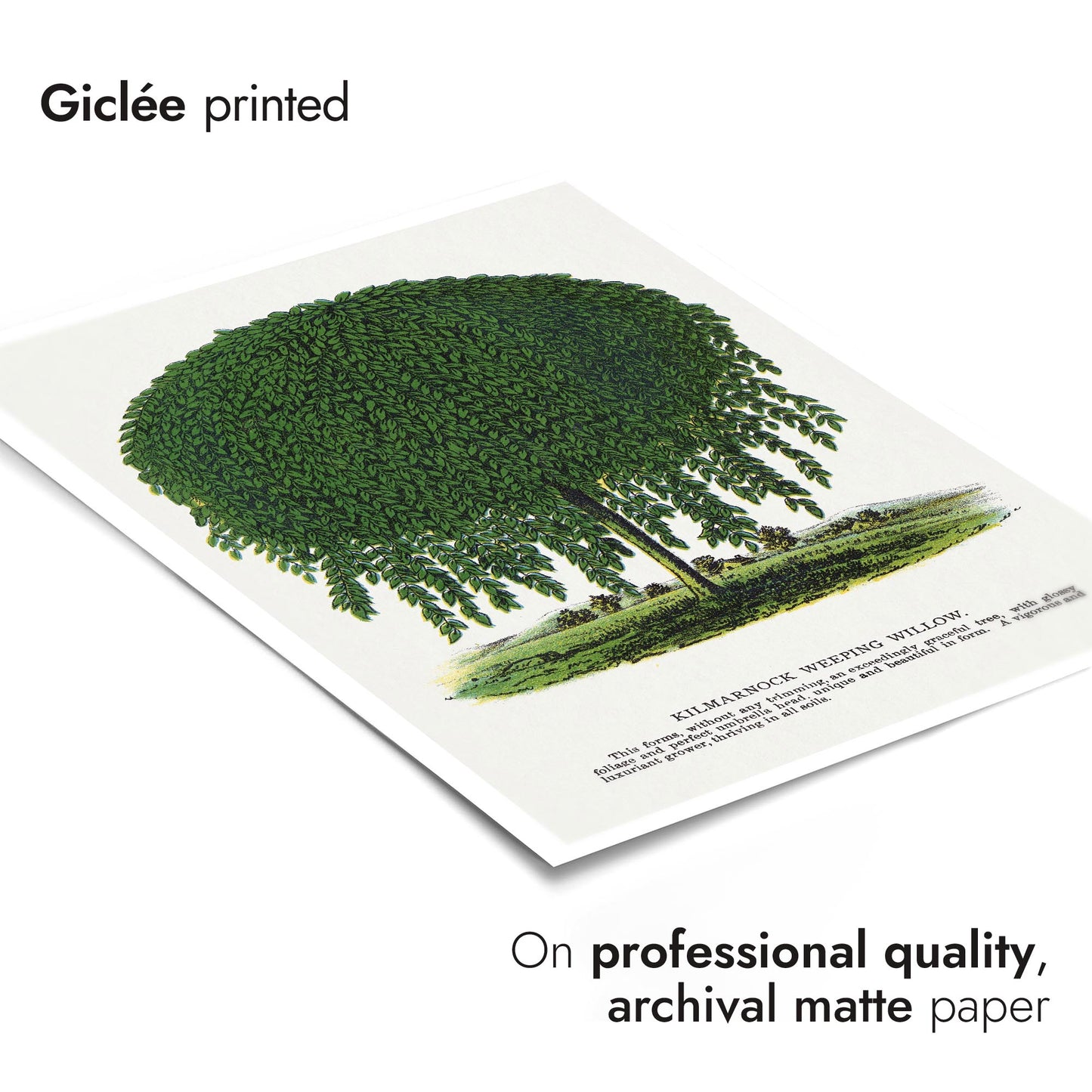 Kilmarnock treurwilg