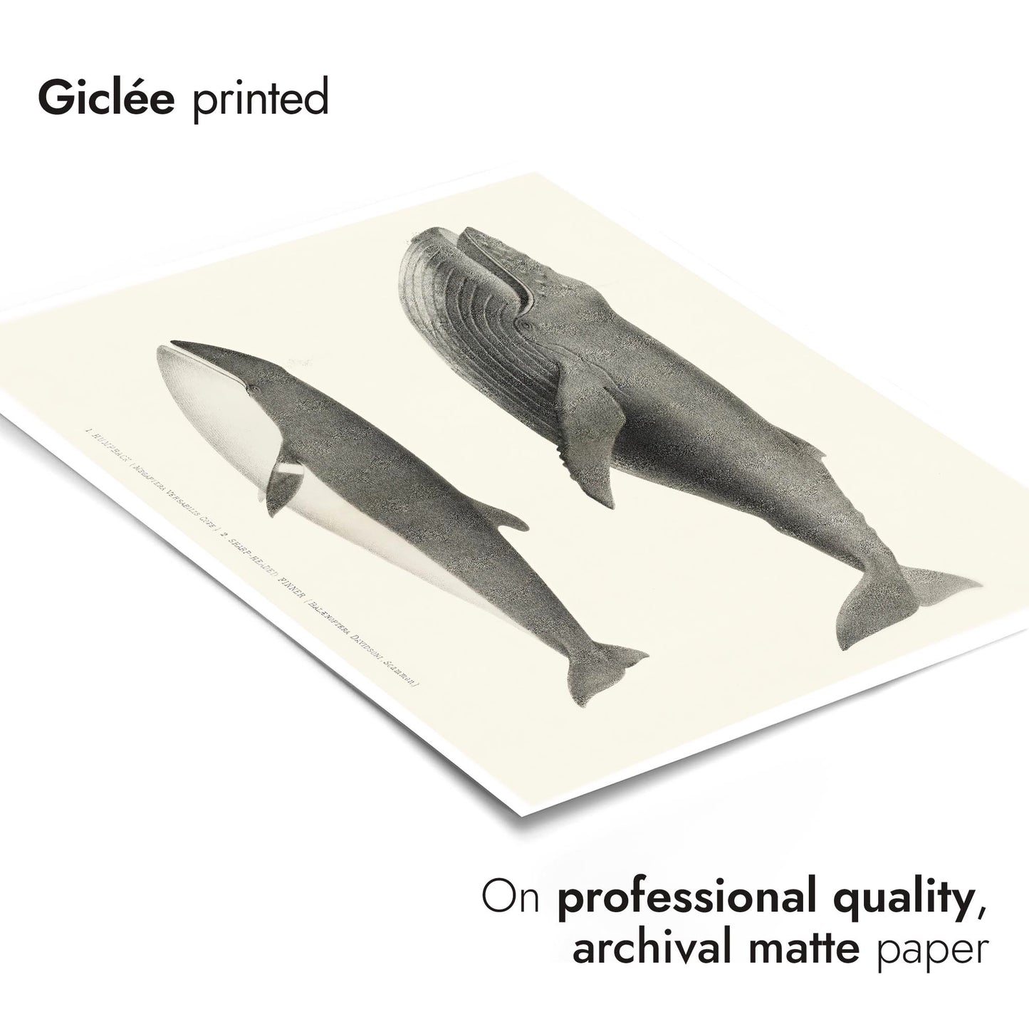 Humpback & Sharp Headed Finner Whales