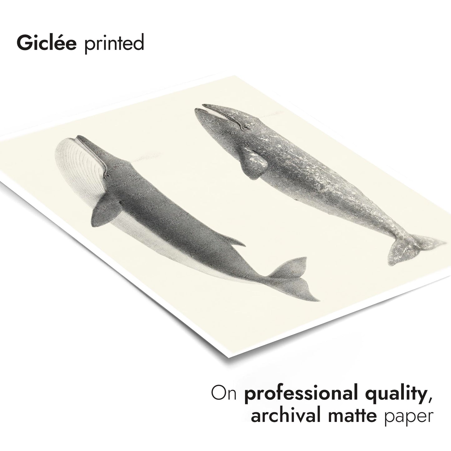 California Grey Whales