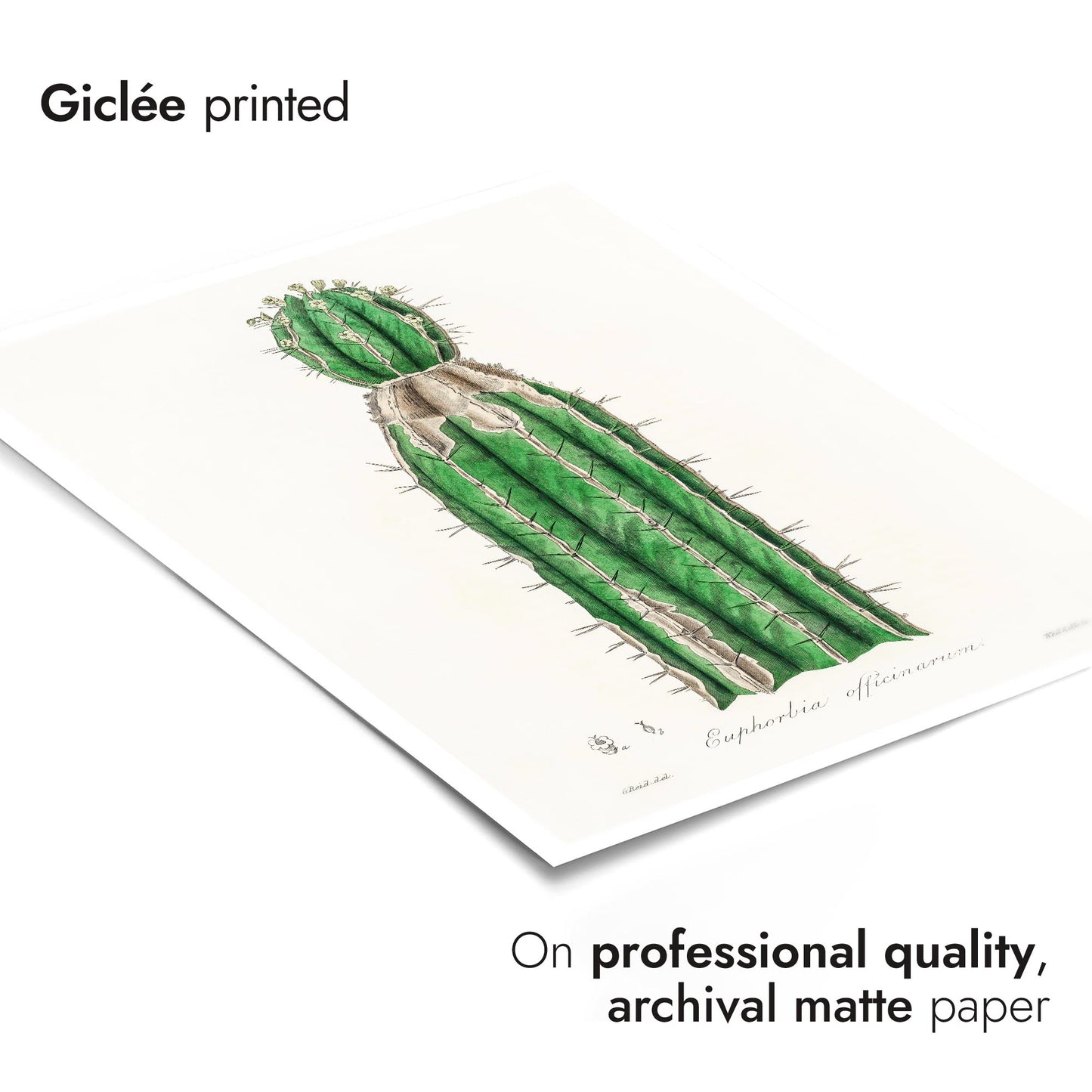 Euphorbia Officinarum