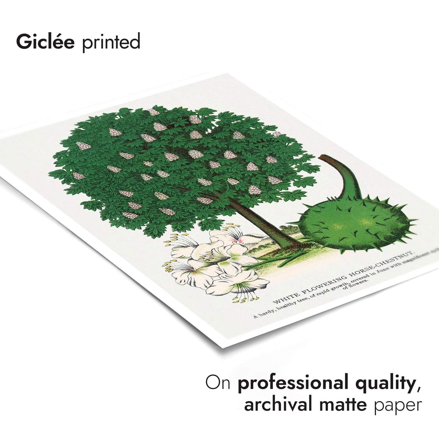 Wit Bloeiende Paardenkastanje