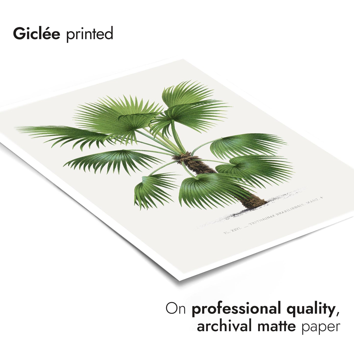 Trithrinax brasiliensis